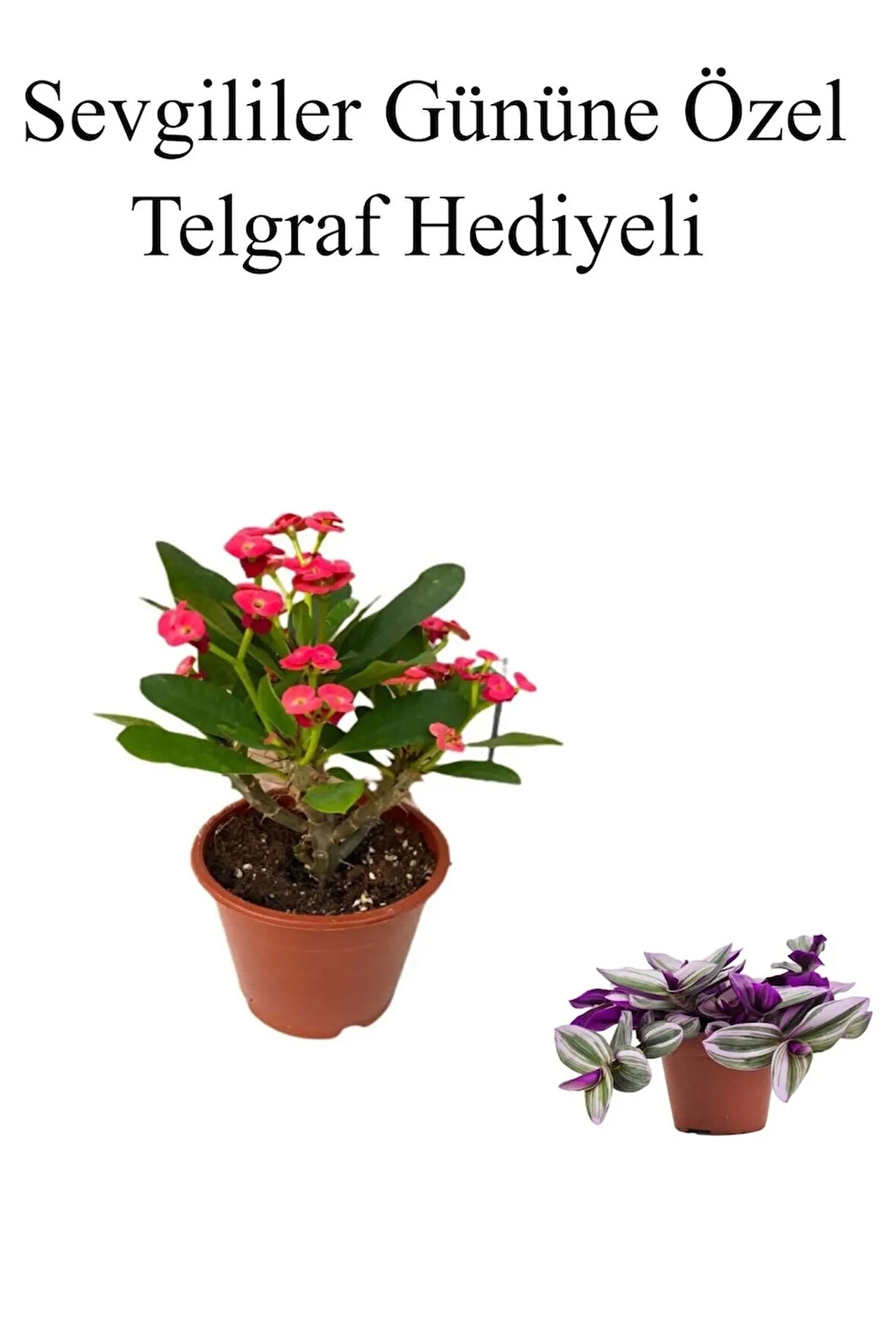 Kırmızı Çiçekli Kaktüs Milli Dikenler Tacı Sevgililer Gününe Özel TELGRAF HEDİYELİ