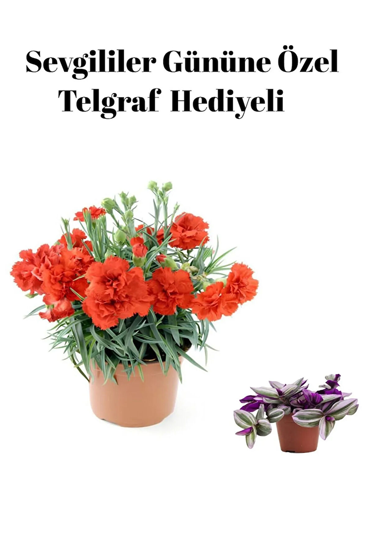 Kadınlar Gününe Özel Kırmızı Renk Kokulu Karanfil Çiçeği Telgraf Hediyeli