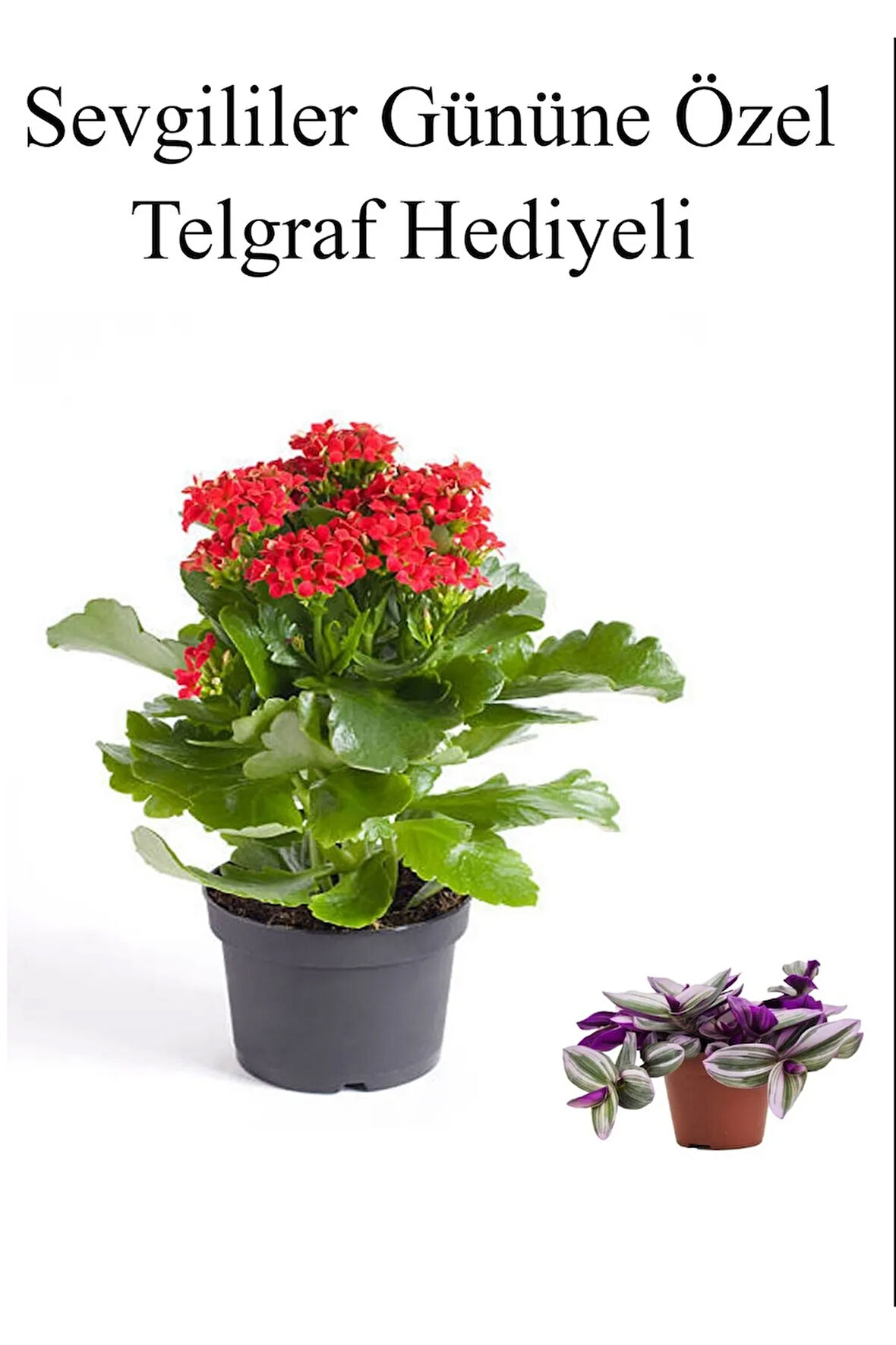 Anneler Gününe Özel Kırmızı Renk Kalanşo Çiçeği Telgraf