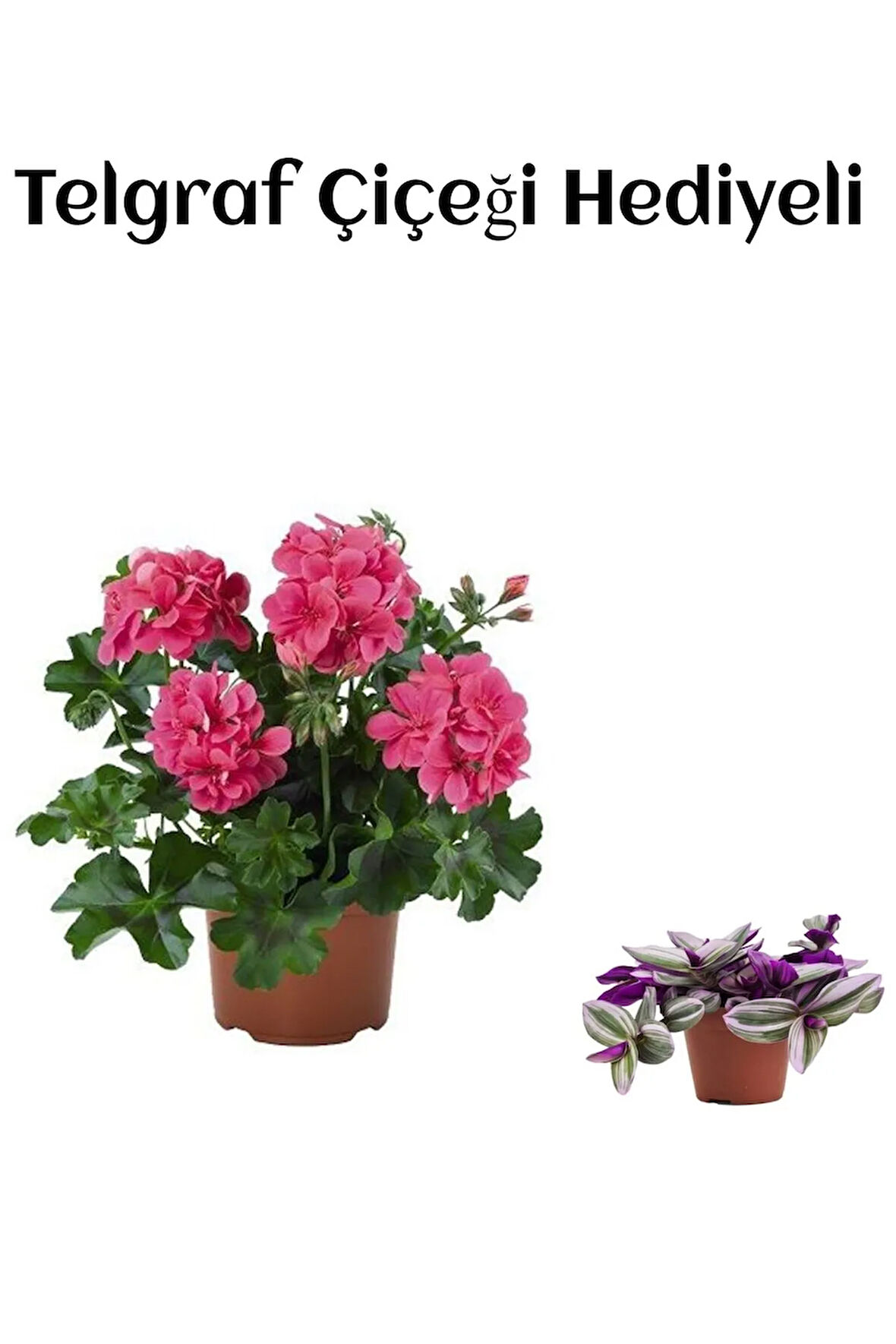 Hediyelik Pembe Sakız Sardunya Çiçeği Fidanı Sevgililer Gününe Özel TELGRAF HEDİYELİ