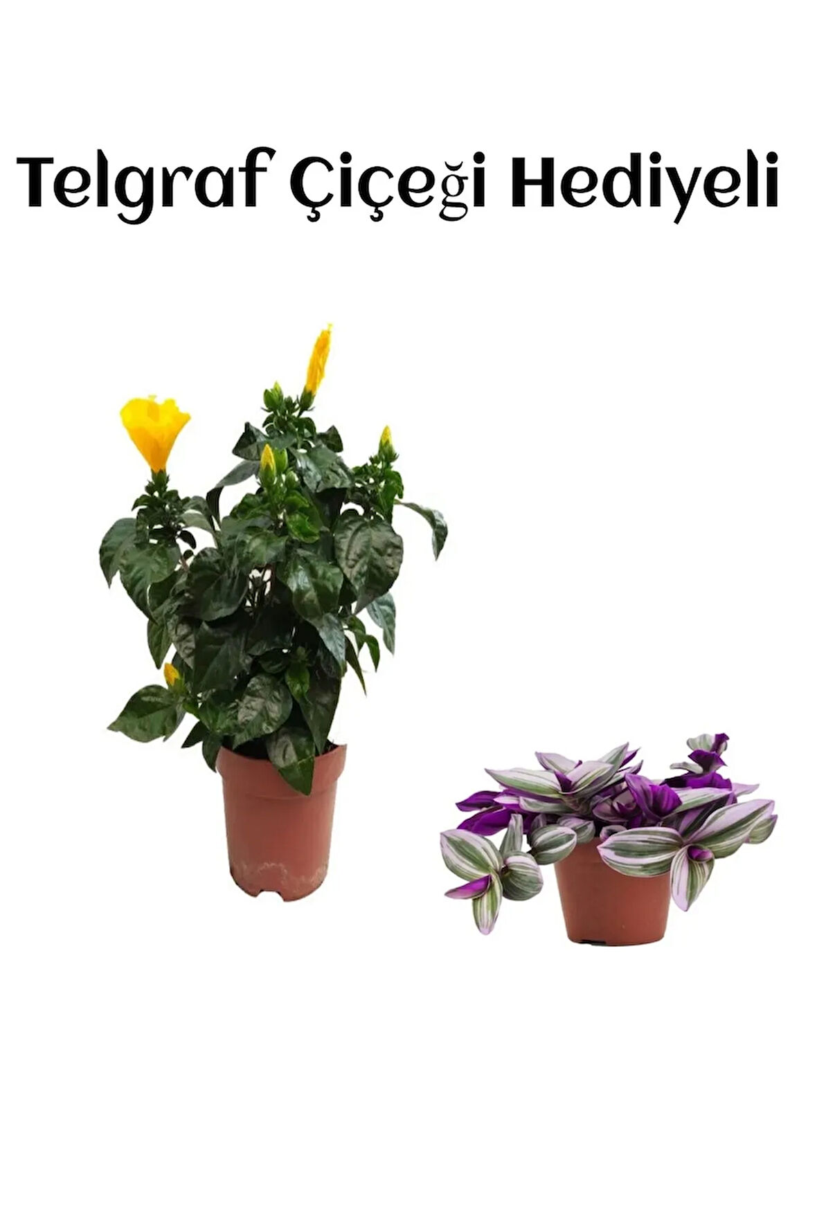 Sarı Renk Japon Gülü Çiçeği Sevgililer Gününe Özel TELGRAF HEDİYELİ