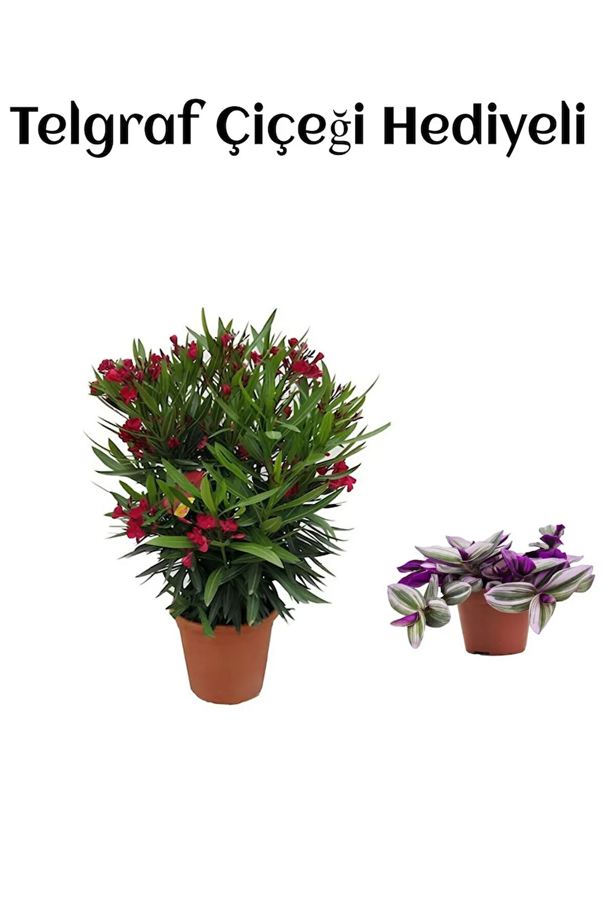 Kırmızı Renk Bodur Zakkum Fidanı Sevgililer Gününe Özel TELGRAF HEDİYELİ