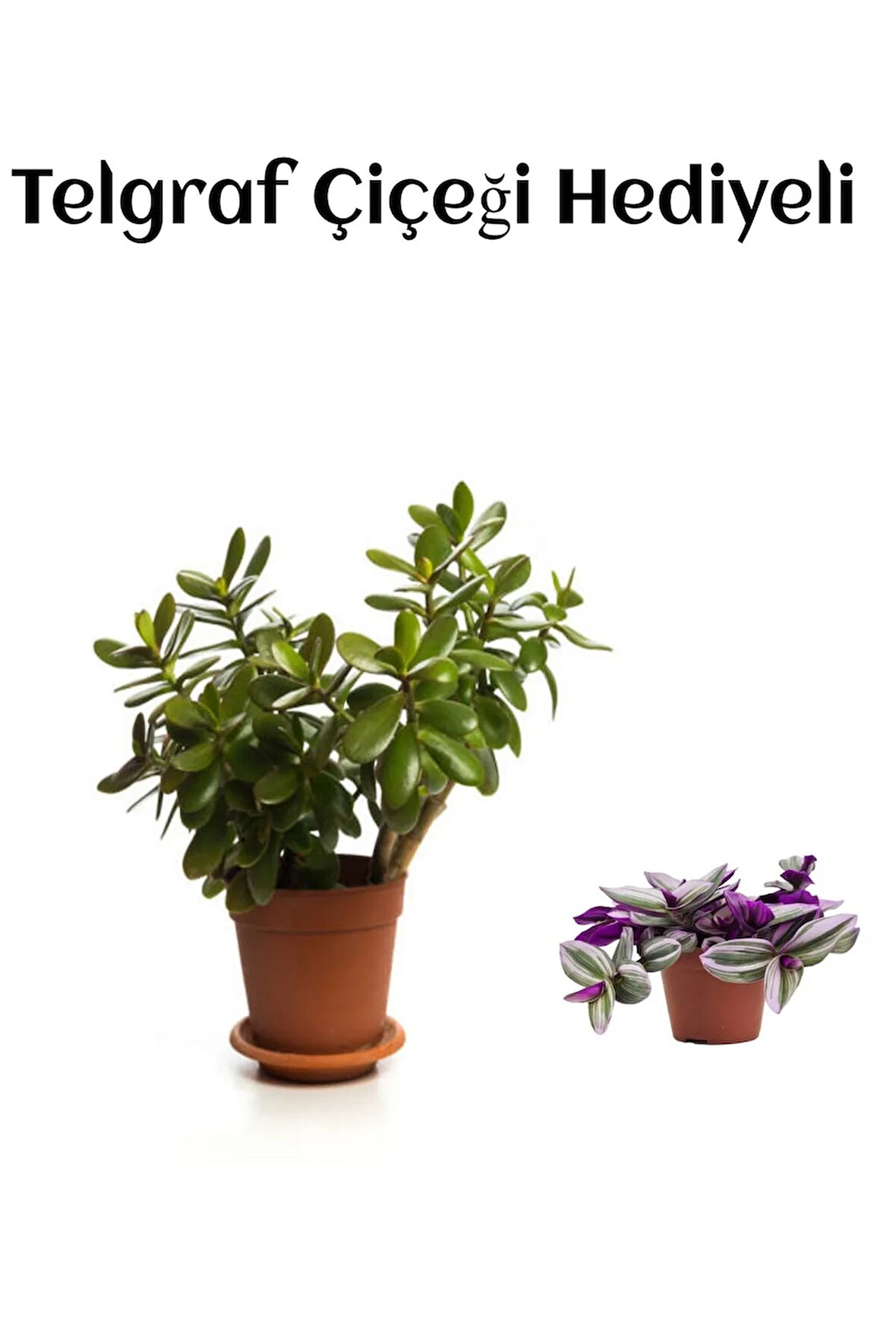 Hediyelik Parlak Yapraklı Şans Para Ağacı Bitkisi Fidanı TELGRAF HEDİYELİ