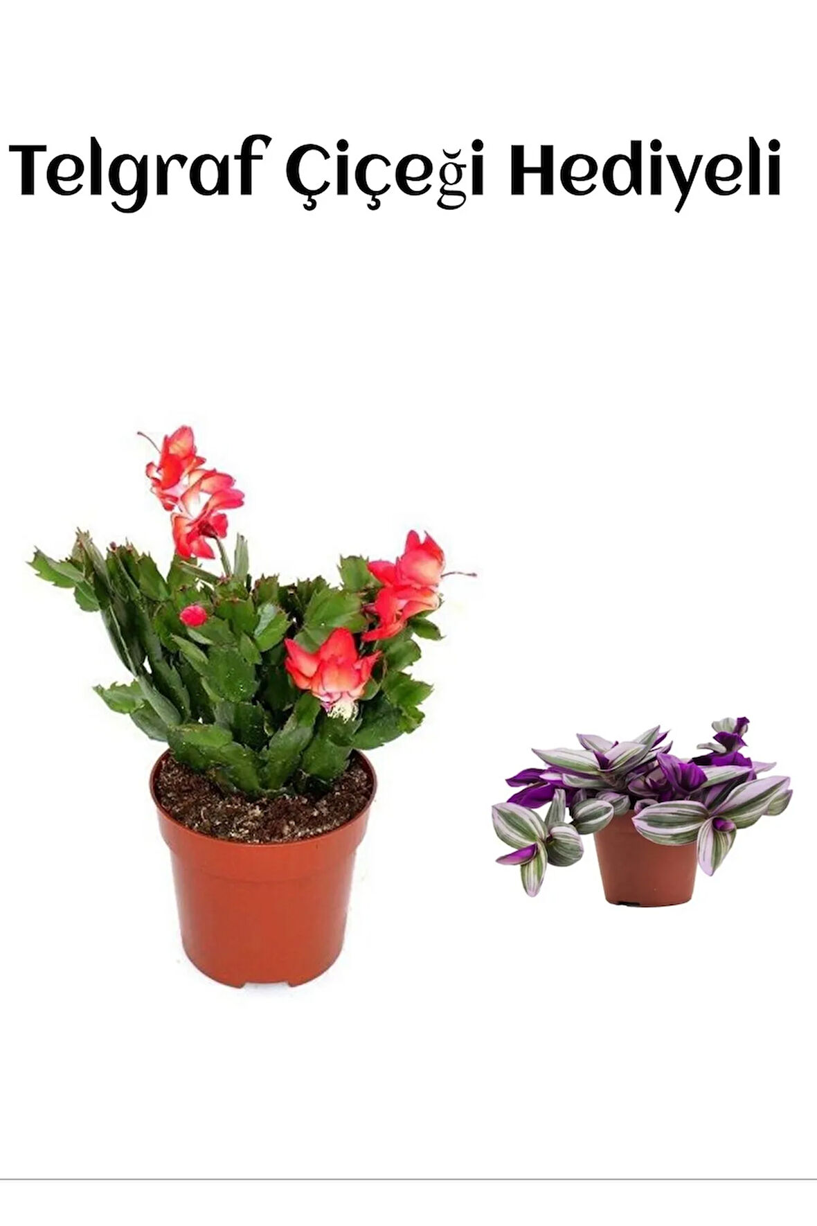 Hediyelik Kırmızı Renk Yılbaşı Çiçeği Sevgililer Gününe Özel TELGRAF HEDİYELİ