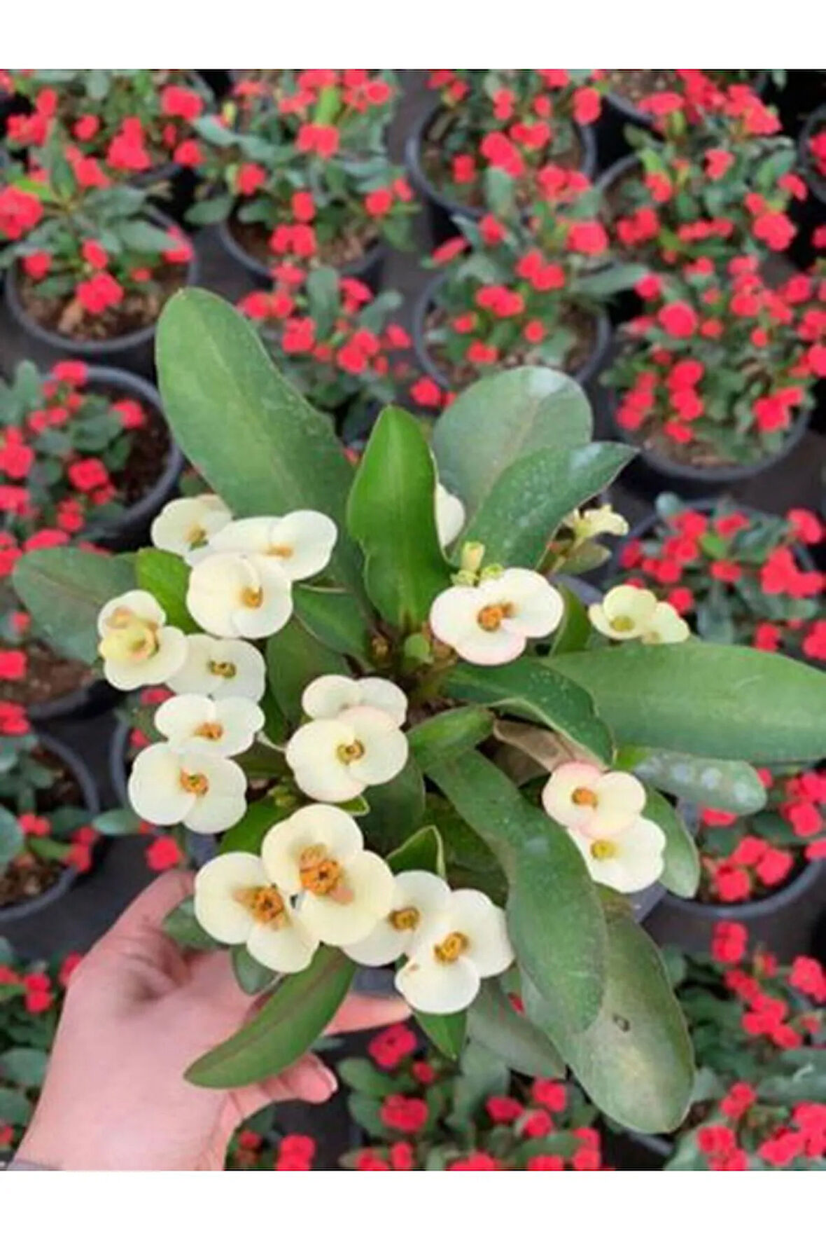 Çok Avantajlı Euphorbia Milii White Dikenler Tacı Beyaz Ev Ofis Salon Iç Mekan Bitkisi - 25 Cm