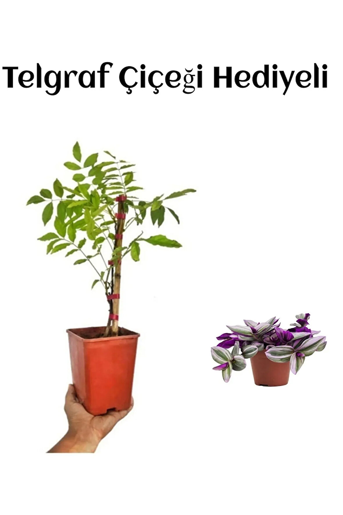 Avantajlı Mor Salkım Ağacı Fidanı Sevgililer Gününe Özel Telgraf