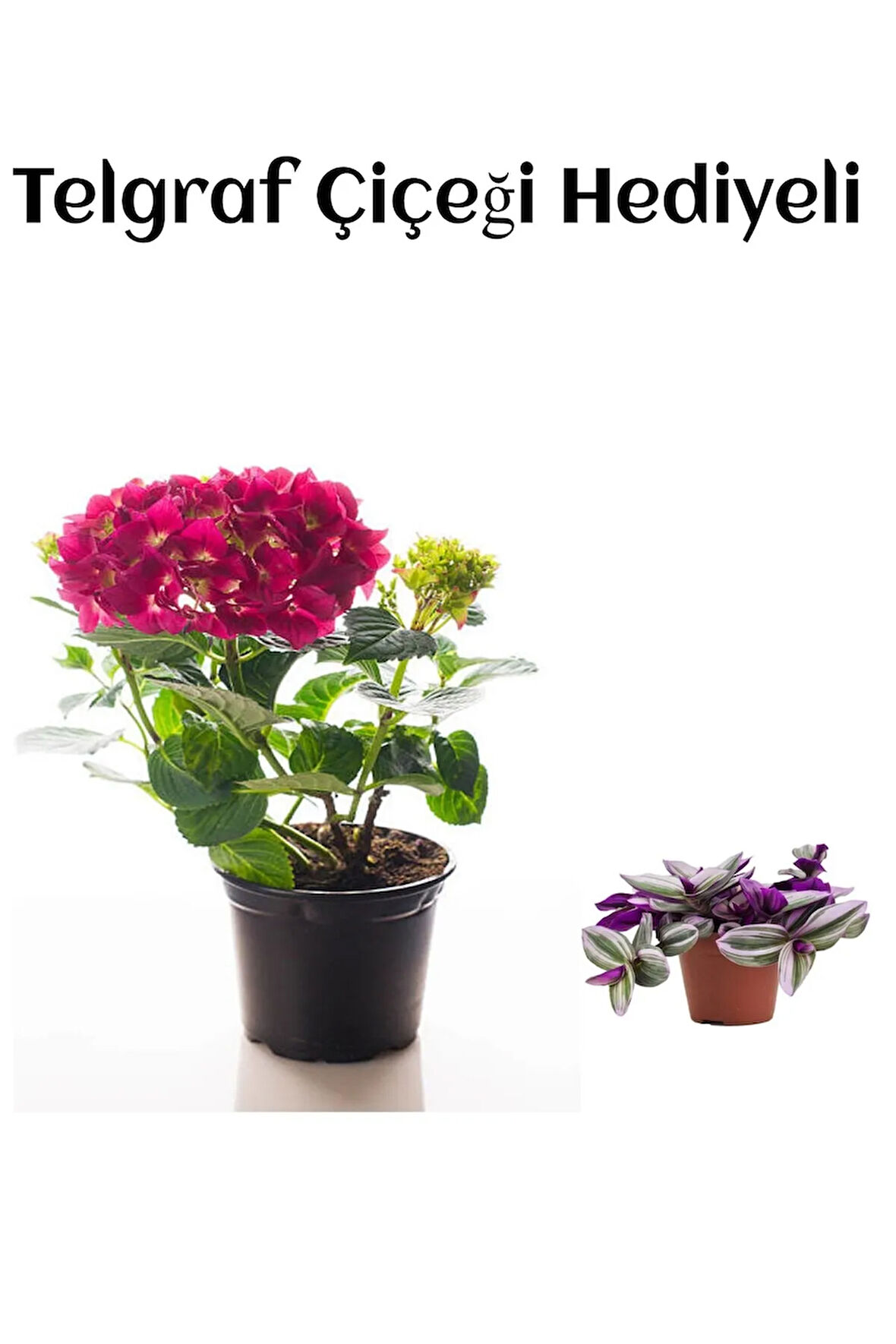 Kadınlar Gününe Özel Fuşya Renk Ortanca Çiçeği Telgraf Hediyeli