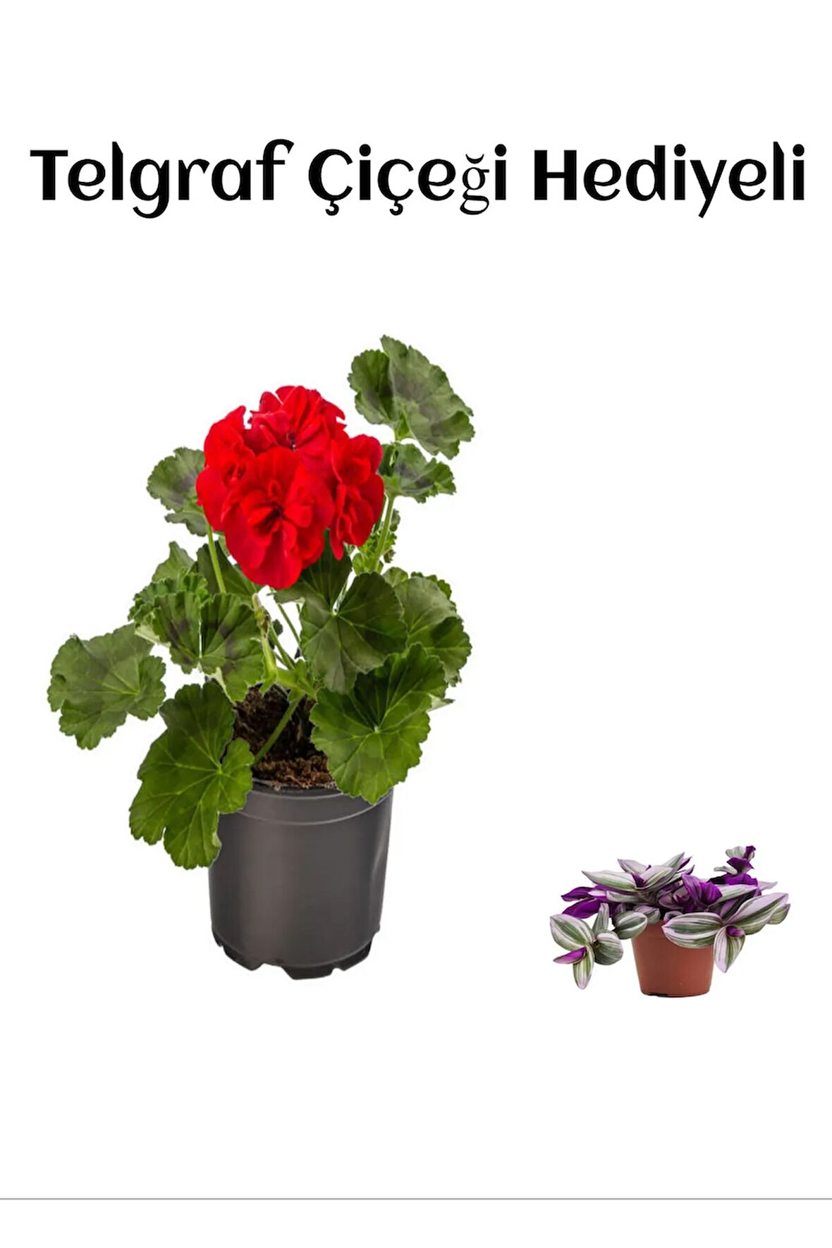 Avantajlı Kırmızı Sardunya Fidanı Sevgililer Gününe Özel Telgraf