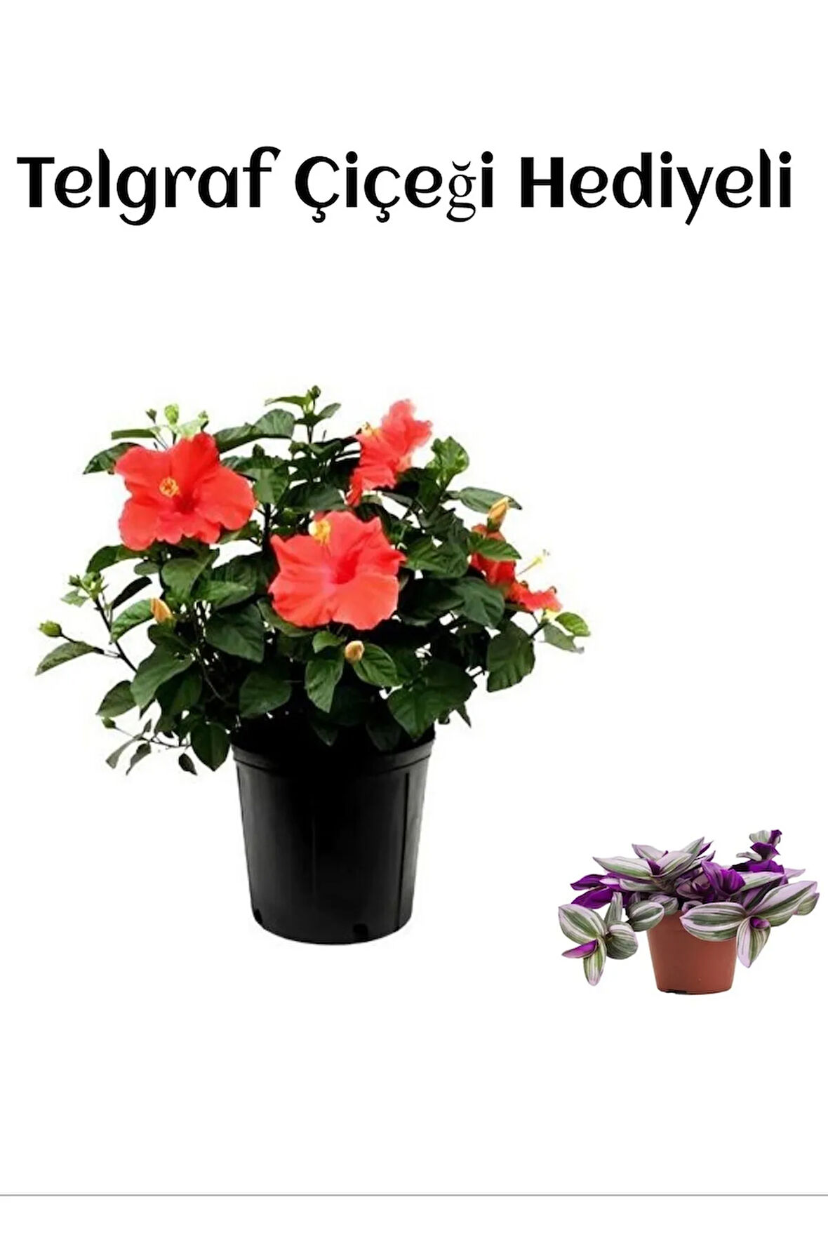 Avantajlı Öğretmenler Gününe Özel Kırmızı Renk Japon Gülü Çiçeği Telgraf