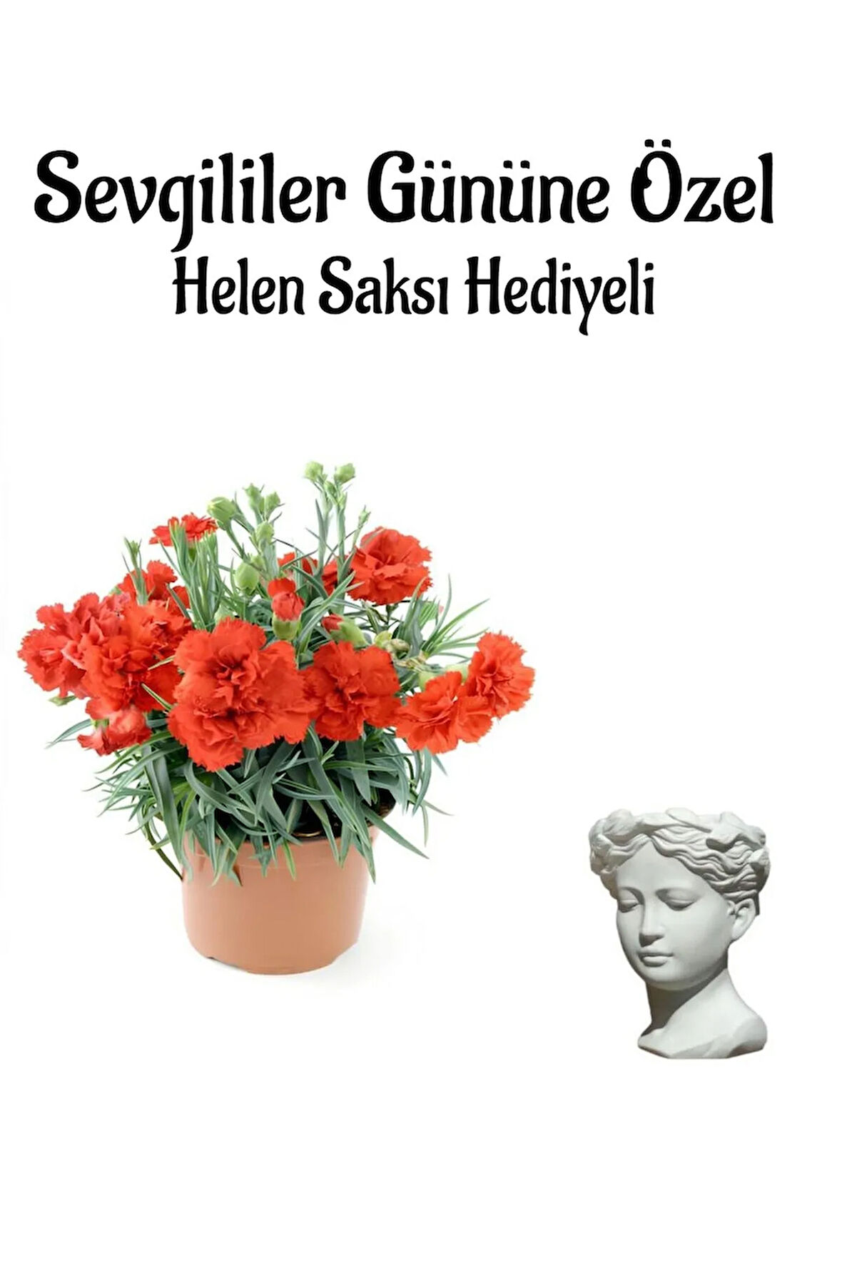 Kadınlar Gününe Özel Kırmızı Renk Kokulu Karanfil Çiçeği Helen Saksı Hediyeli