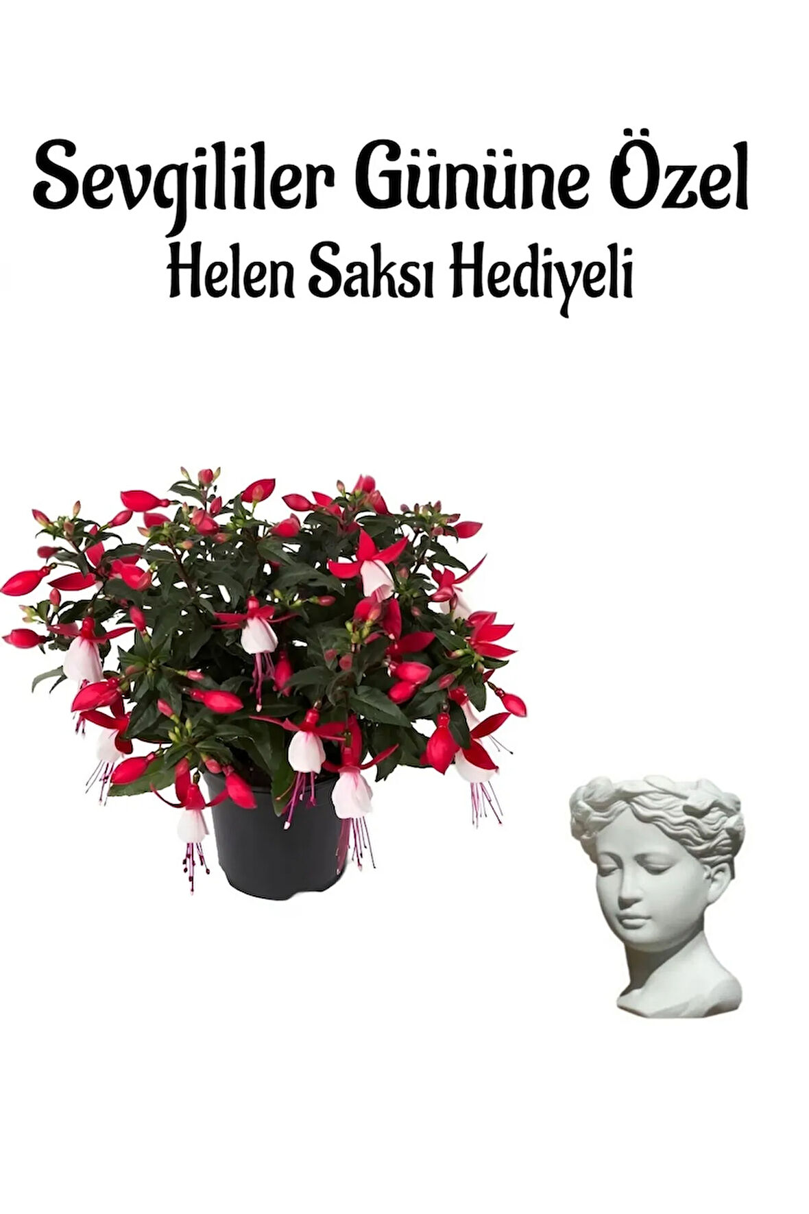 Anneler Gününe Özel Hediyelik Küpeli Çiçeği Helen Saksı Hediyeli
