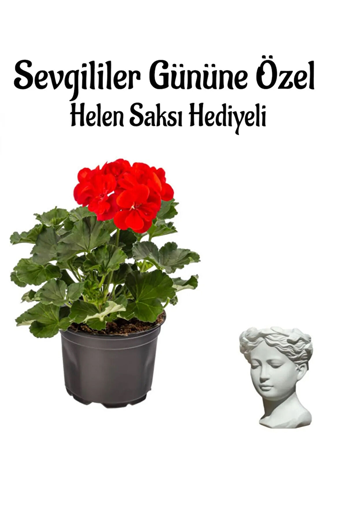 Kadınlar Gününe Özel Kokulu Kırmızı Renk Sardunya Çiçeği Helen Saksı Hediyeli