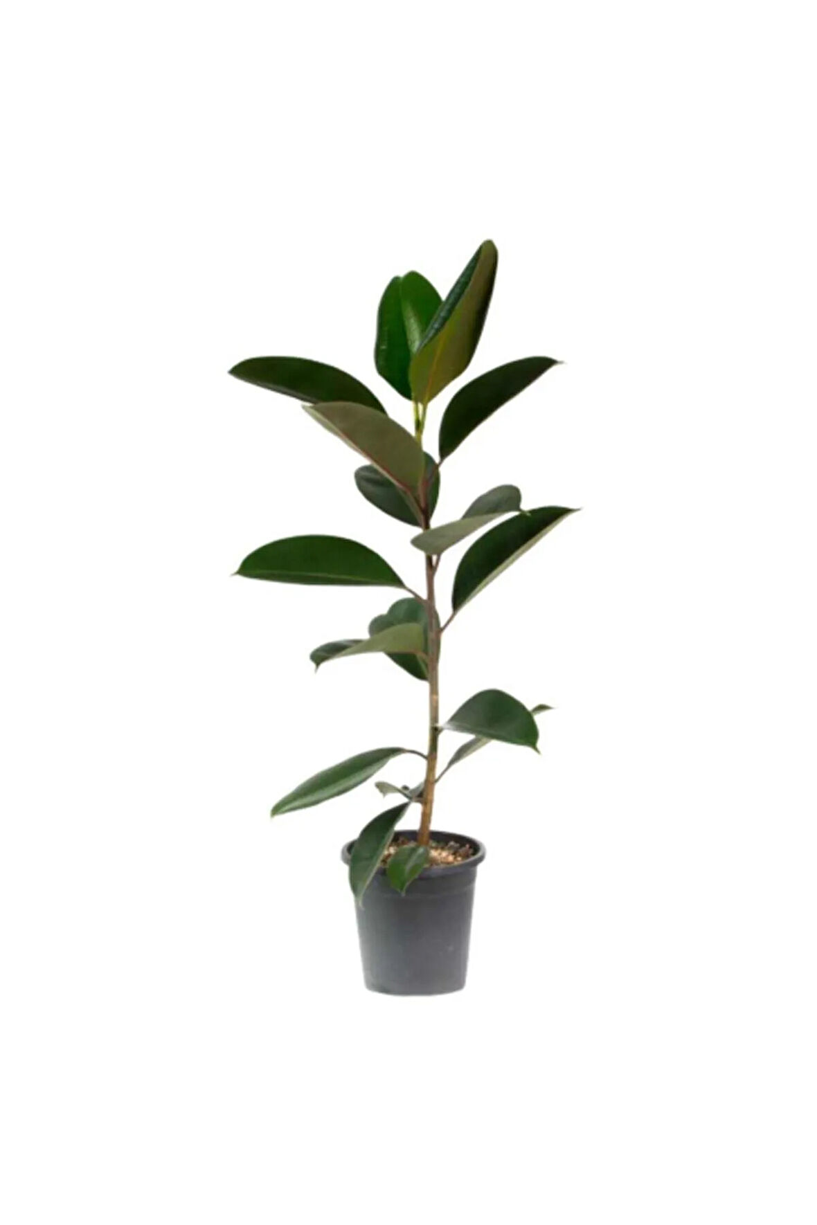 Kampanyalı Ficus Elastika - Kauçuk Bitkisi 60-80 Cm Tek Kök