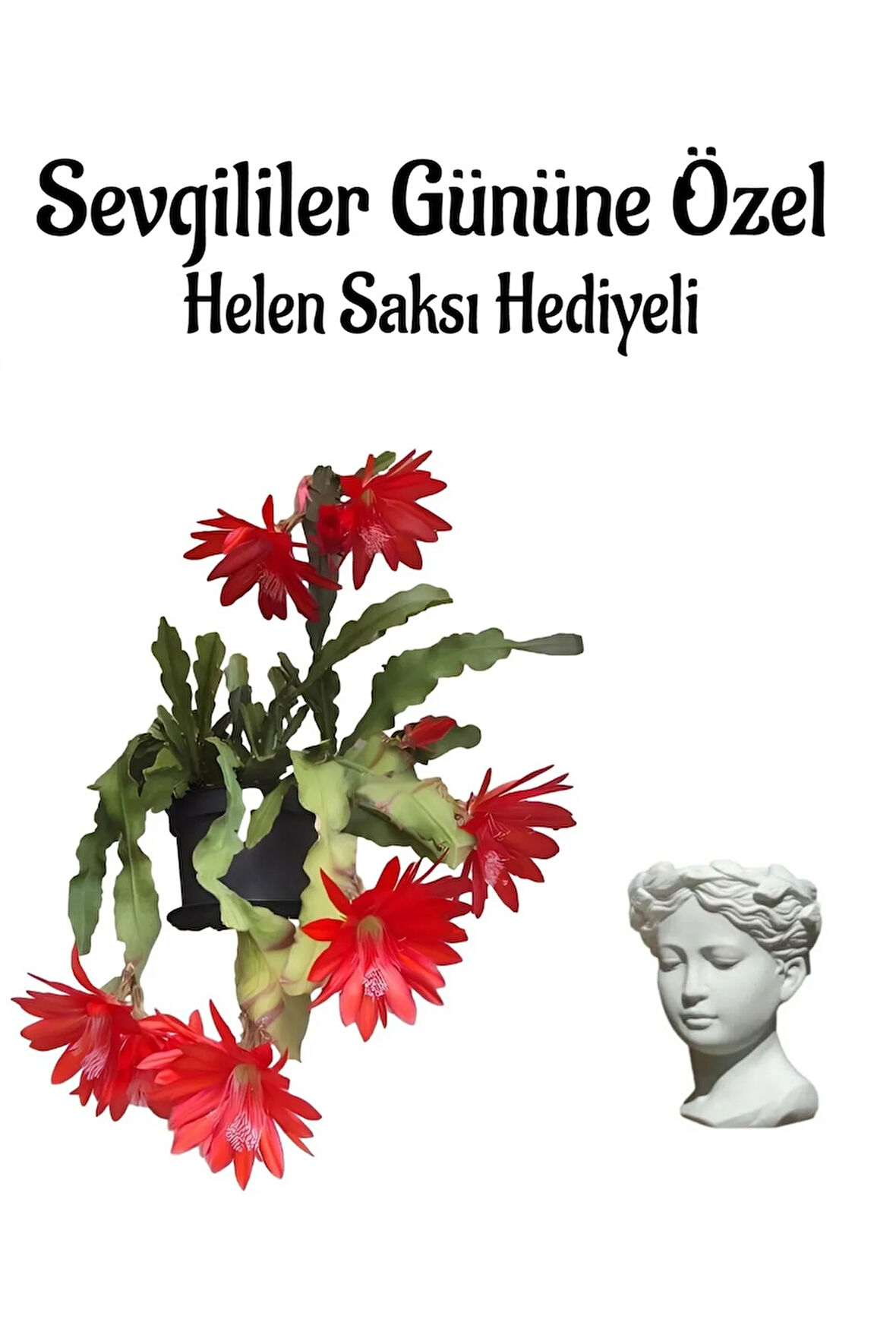 Kadınlar Gününe Özel Kırmızı Renk Yılbaşı-kaktüsü Çiçeği Helen Saksı Hediyeli