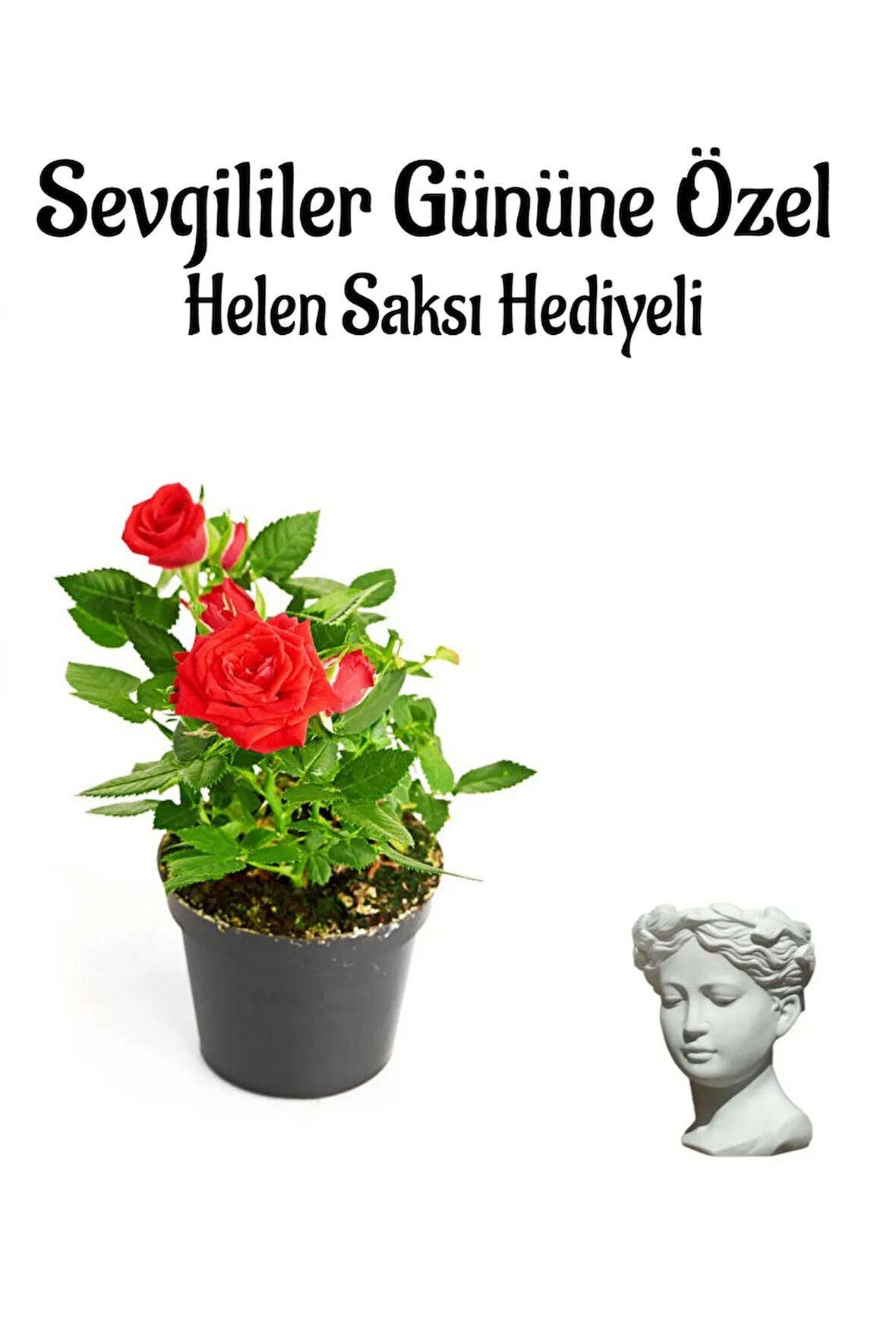Kadınlar Gününe Özel Hediyelik Kırmızı Renk Gül Fidanı Helen Saksı Hediyeli