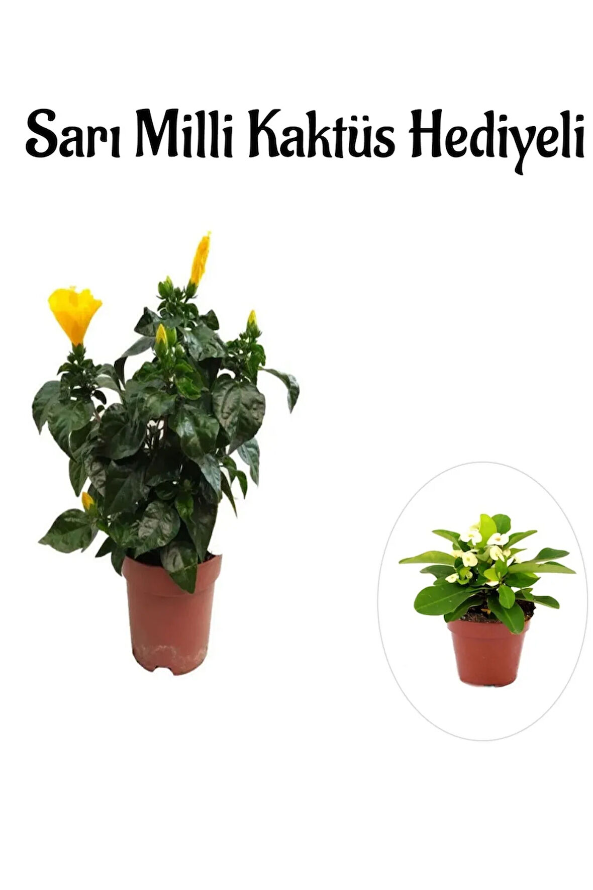 Sarı Renk Japon Gülü Çiçeği Sevgililer Gününe Özel Sarı Milli Kaktüs HEDİYELİ