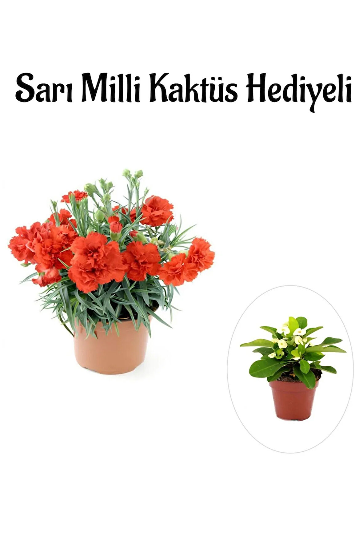 Kadınlar Gününe Özel Kırmızı Renk Karanfil Çiçeği Sarı Milli Kaktüs Hediyeli