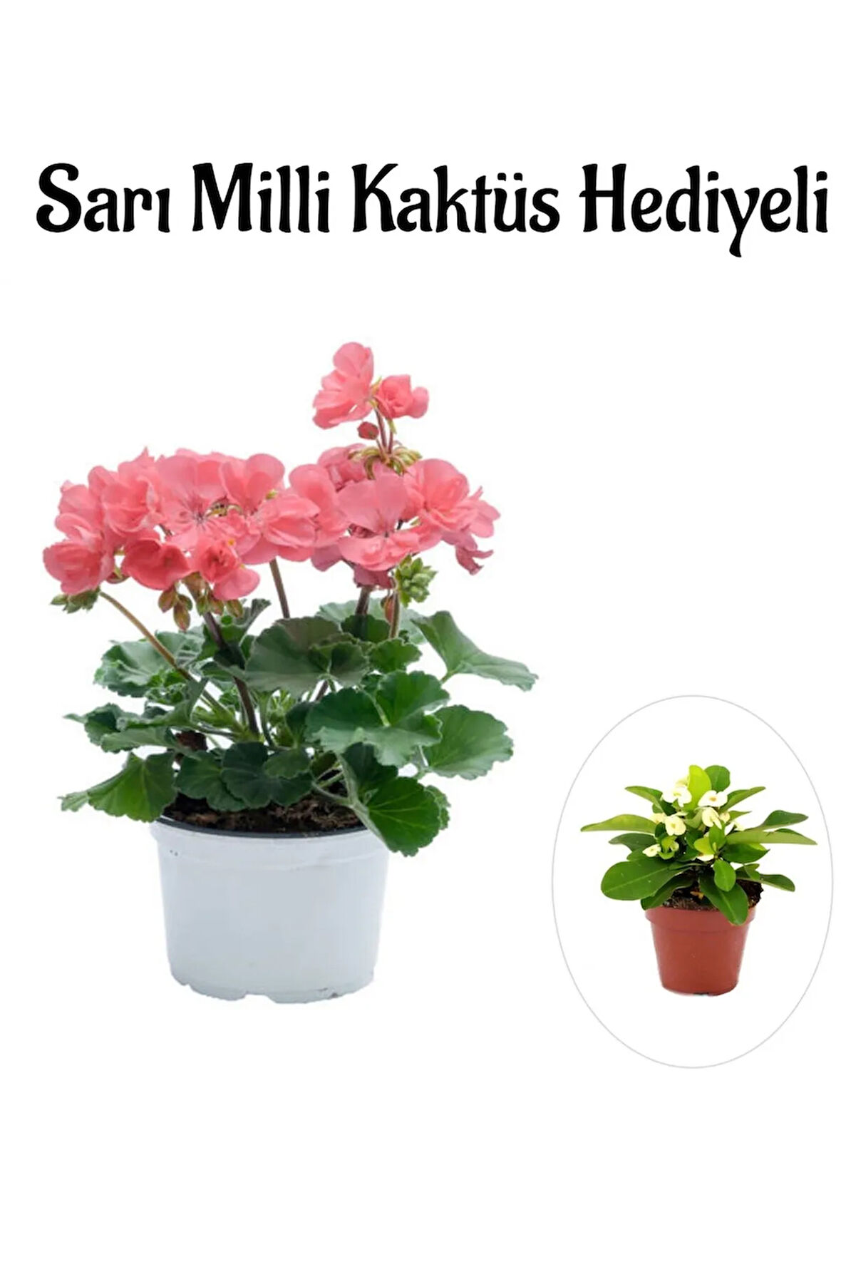 Kadınlar Gününe Özel Toz Pembe Sardunya Çiçeği Sarı Milli Kaktüs Hediyeli