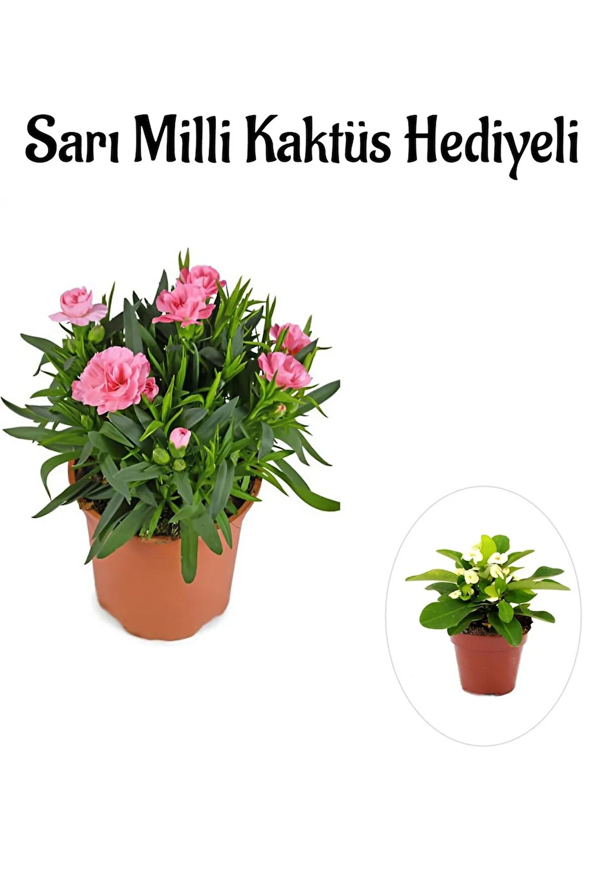 Avantajlı Mis Kokulu Şeker Pembe Karanfil Çiçeği Sevgililer Gününe Özel Sarı Milli