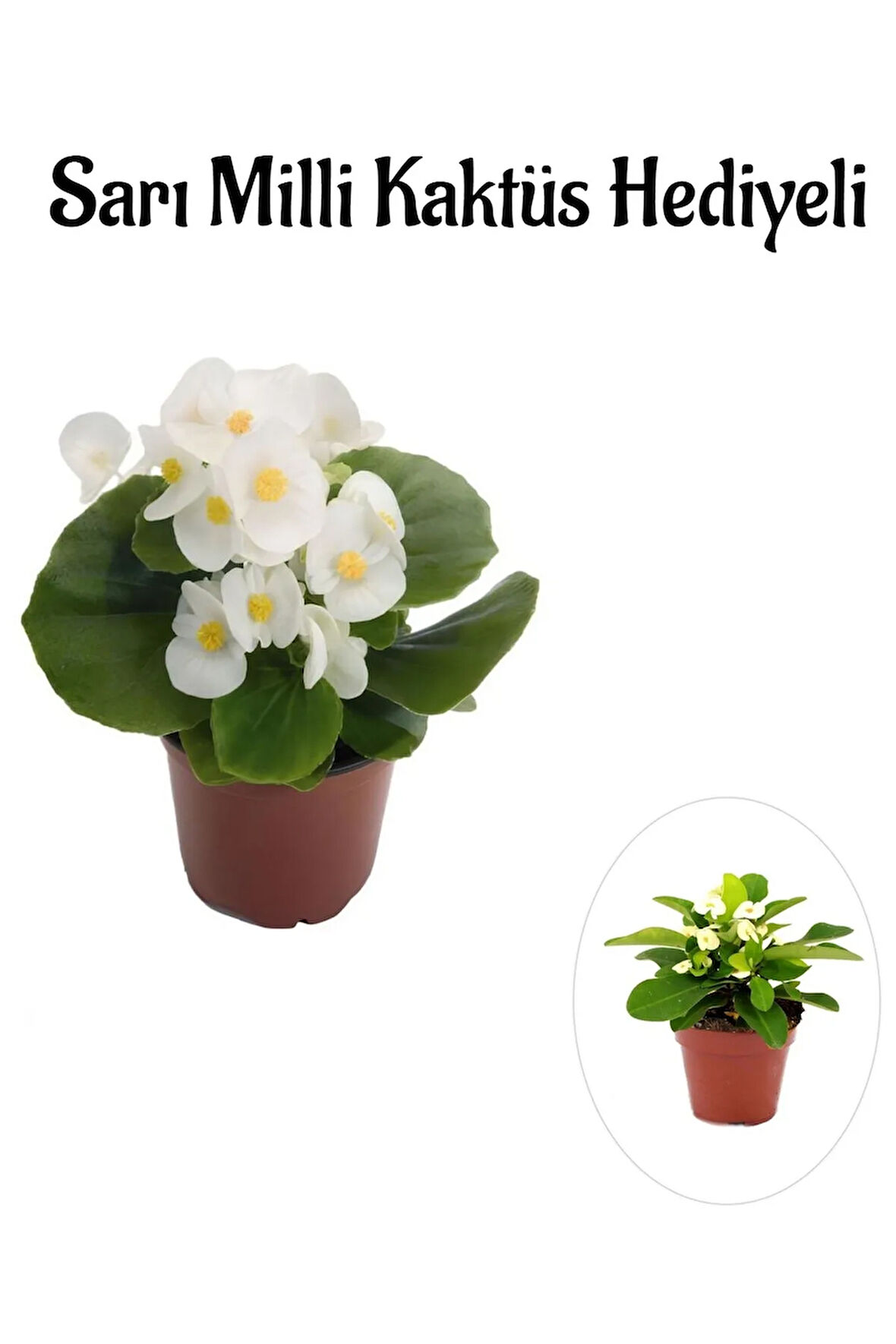 Hediyelik Beyaz Şeker Begonya Çiçeği Sevgililer Gününe Özel Sarı Milli Kaktüs HEDİYELİ