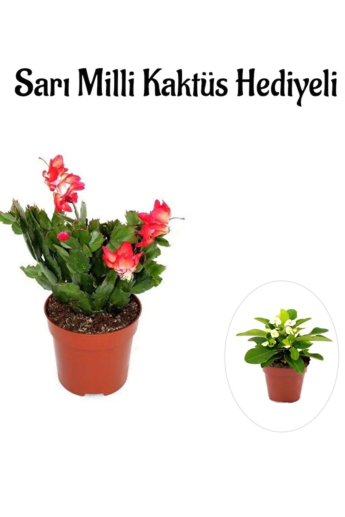 Hediyelik Kırmızı Yılbaşı Çiçeği Sevgililer Gününe Özel Sarı Milli Kaktüs HEDİYELİ