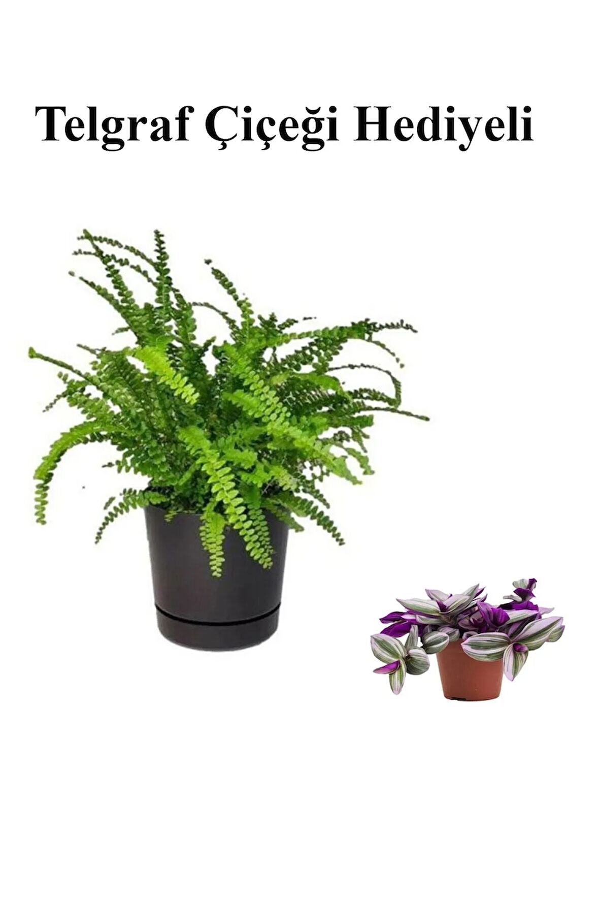 Hediyelik Aşk Merdiveni Çiçeği Sevgililer Gününe Özel TELGRAF HEDİYELİ