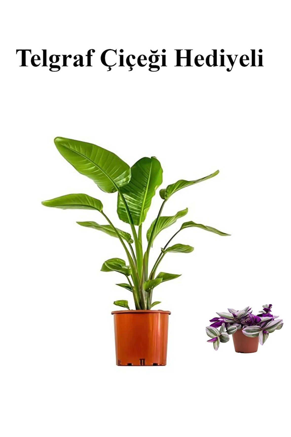 Hediyelik Starliçe Cennet Çiçeği Bitkisi Sevgililer Gününe Özel Sarı Milli Kaktüs HEDİYELİ