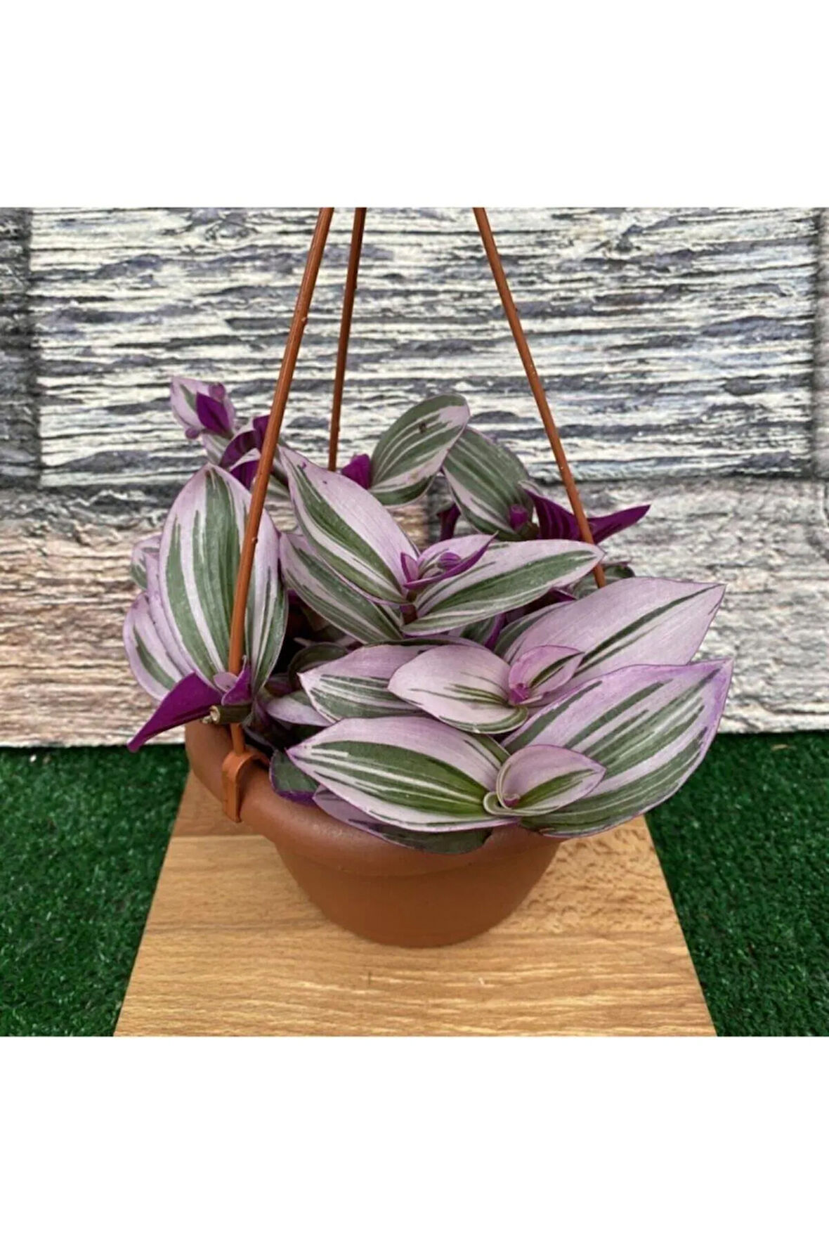 Çok Avantajlı Telgraf Çiçeği Alacalı Yapraklı (SARKAÇ SAKSIDA)