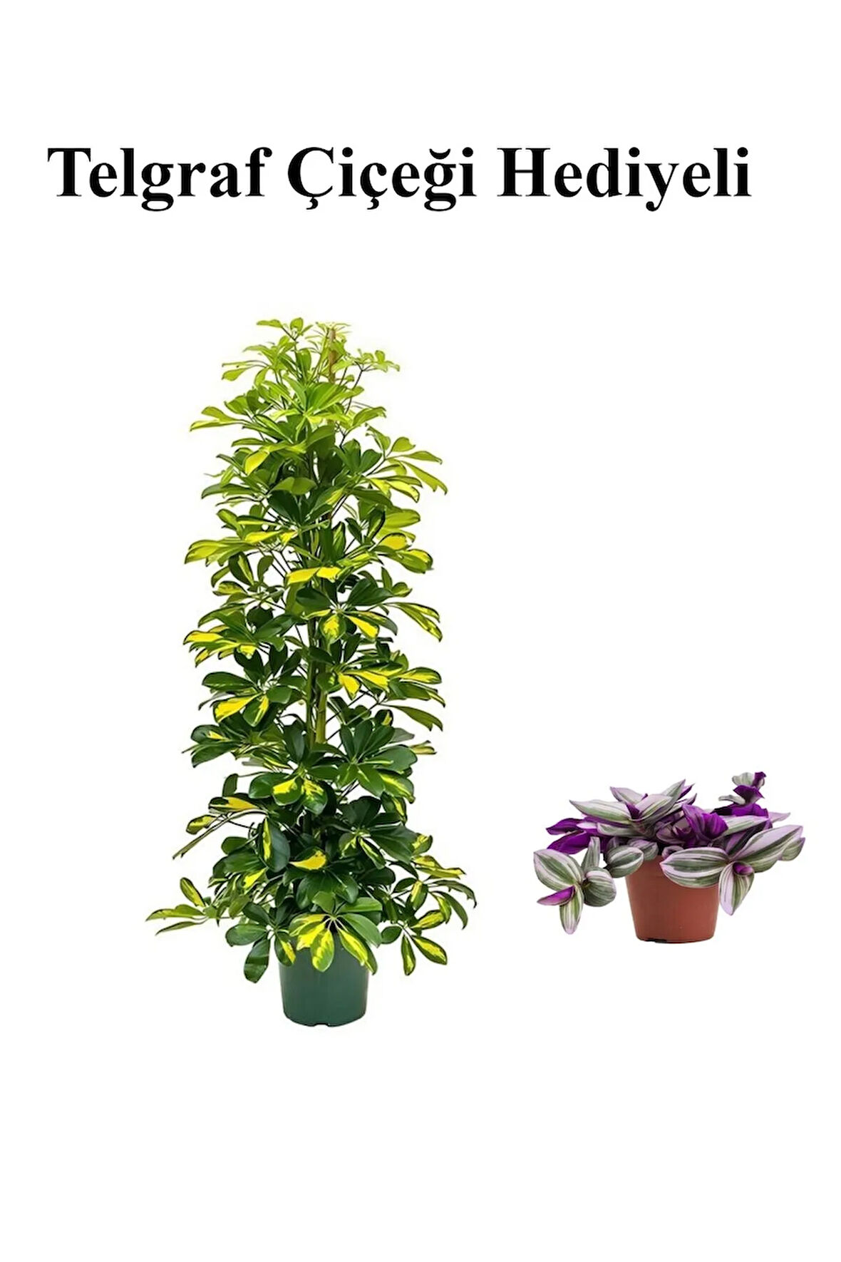 Hediyelik Sarı Alacalı Şeflera Bitkisi Sevgililer Gününe Özel TELGRAF HEDİYELİ