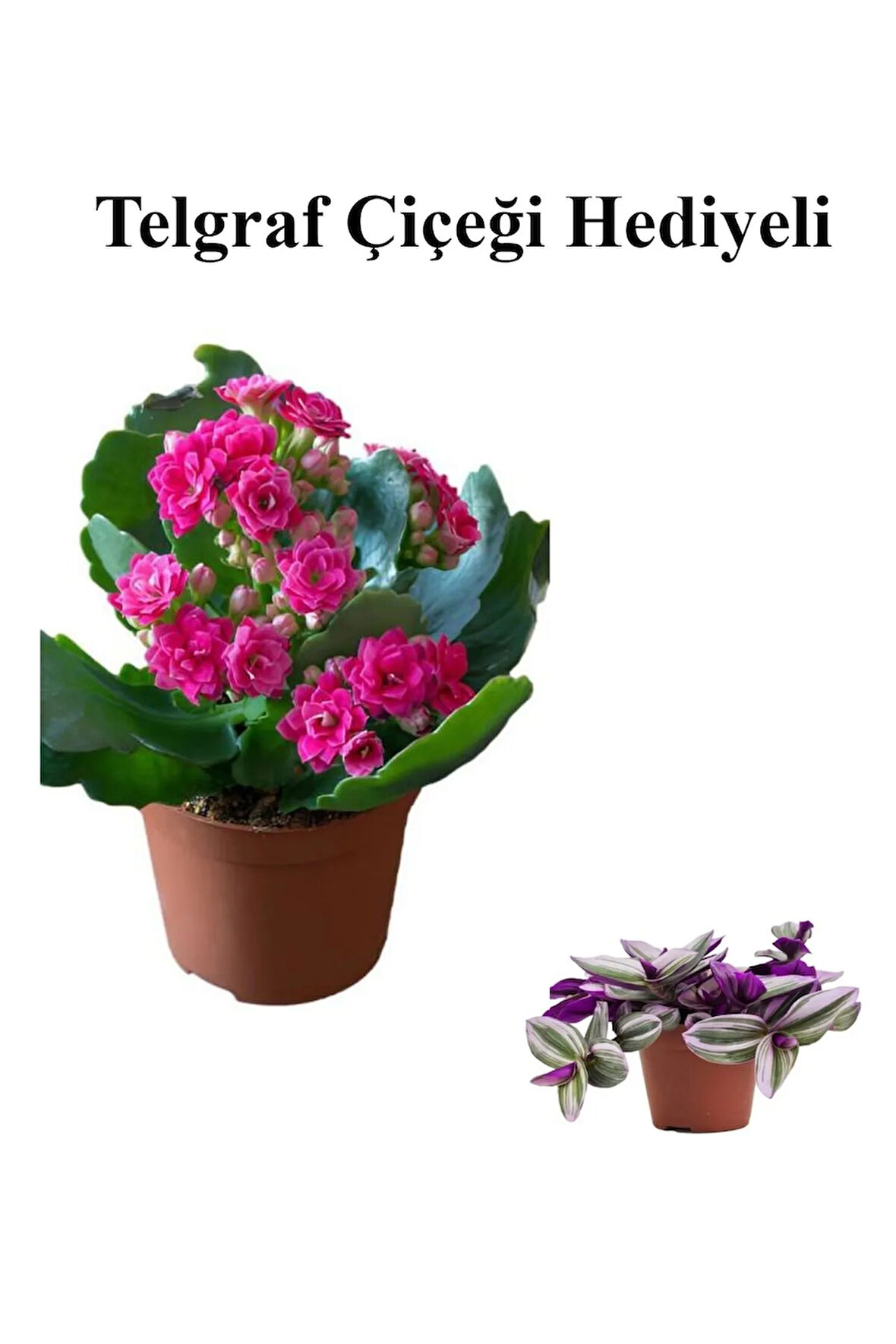 Kadınlar Gününe Özel Pembe Renk Kalanşo-emel Hanım Çiçeği Telgraf Hediyeli