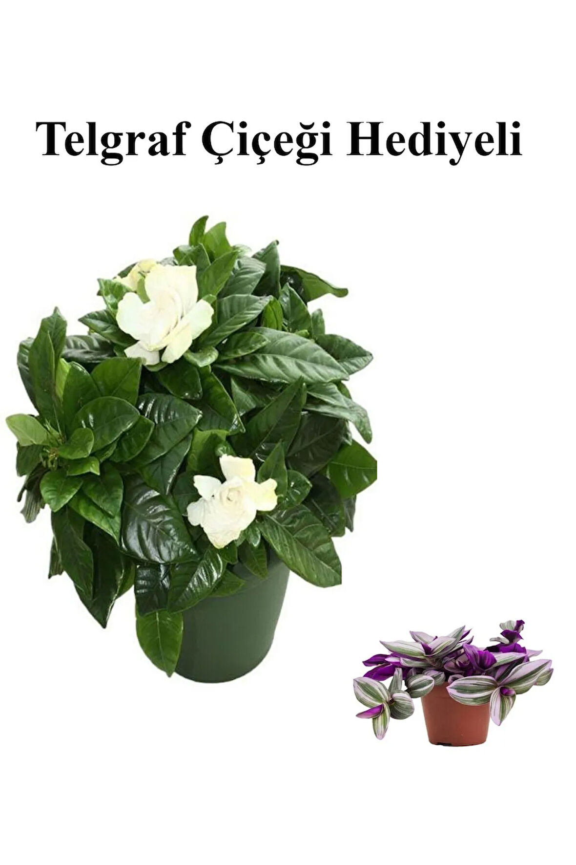 Yoğun Mis Kokulu Gardenya Çiçeği Sevgililer Gününe Özel TELGRAF HEDİYELİ