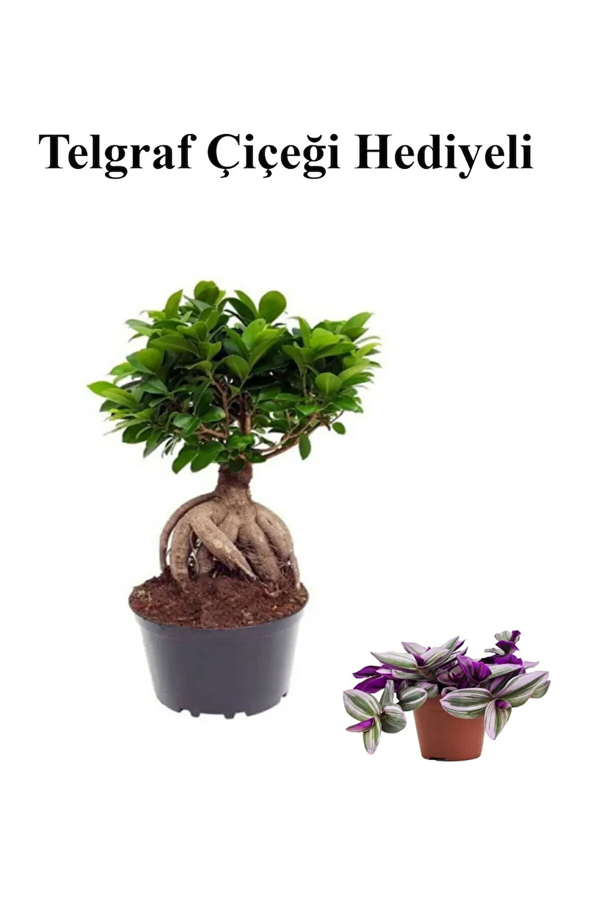 Hediyelik Bonsai Bitkisi Sevgililer Gününe Özel Sarı Milii Kaktüs HEDİYELİ