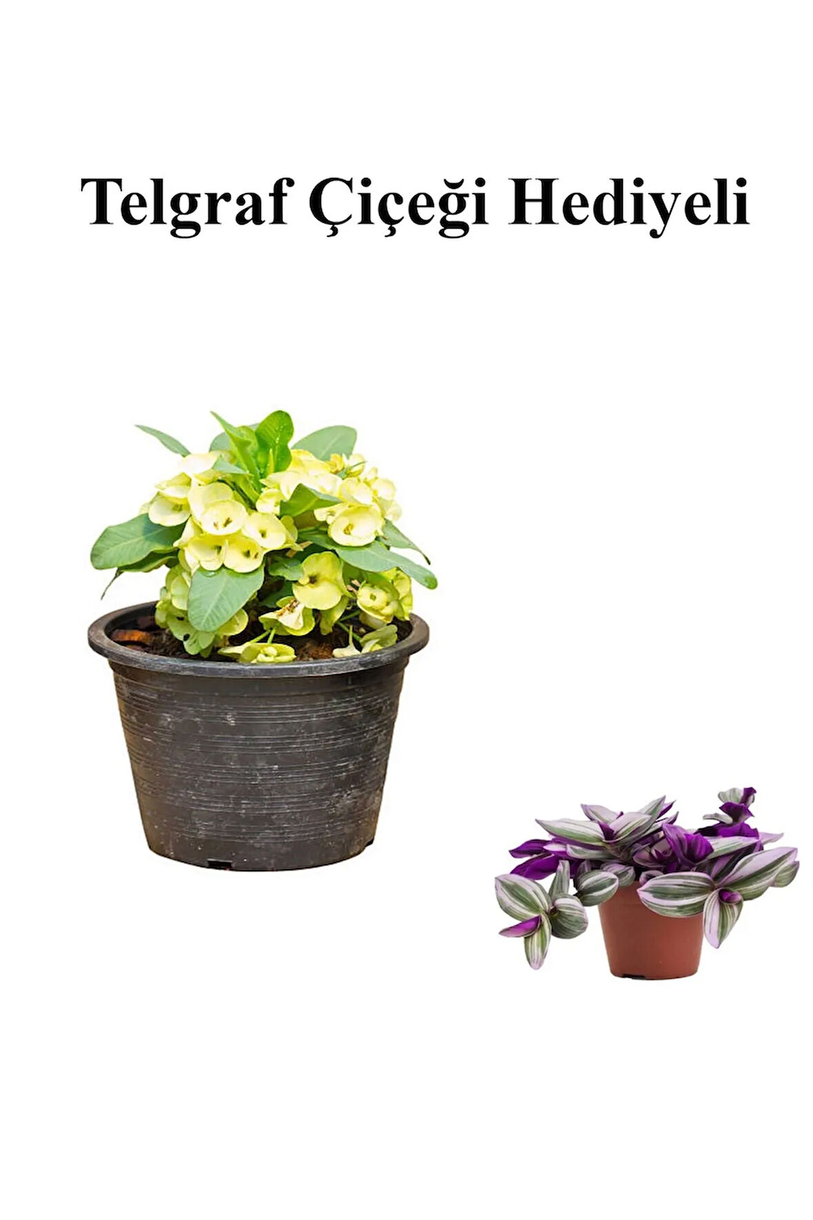 Sarı Çiçekli Milli Dikenler Tacı Kaktüs Sevgililer Gününe Özel TELGRAF HEDİYELİ