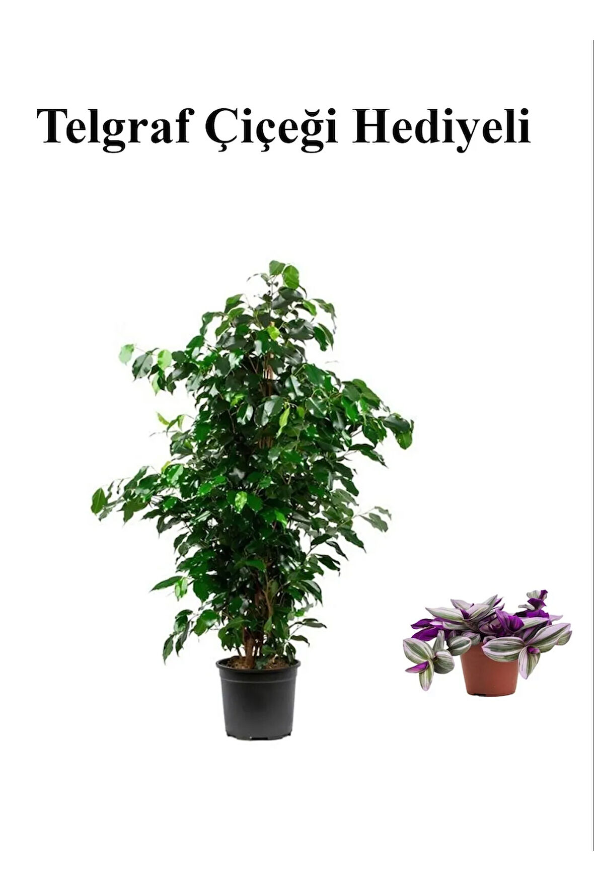Hediyelik Yeşil Renk Benjamin Bitkisi Sevgililer Gününe Özel TELGRAF HEDİYELİ