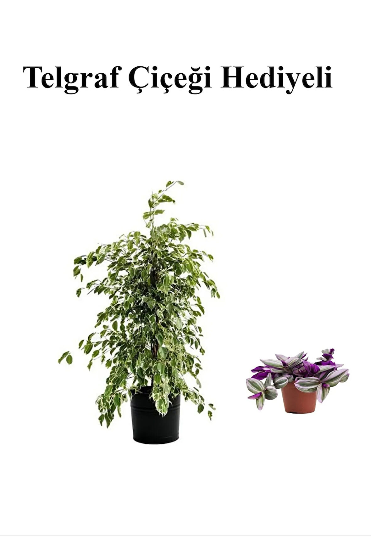 Avantajlı Beyaz Alacalı Benjamin Bitkisi Sevgililer Gününe Özel