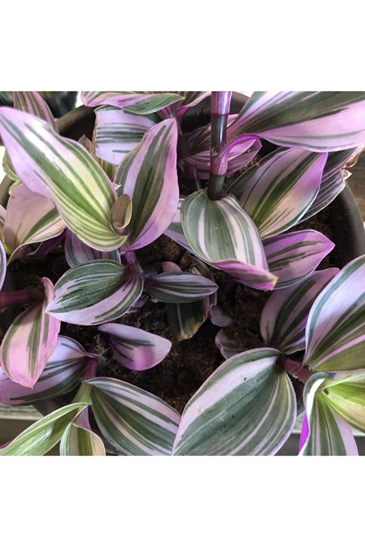 Çok Avantajlı Telgraf Çiçeği Pembe Yeşil Beyaz Renkli Askılı