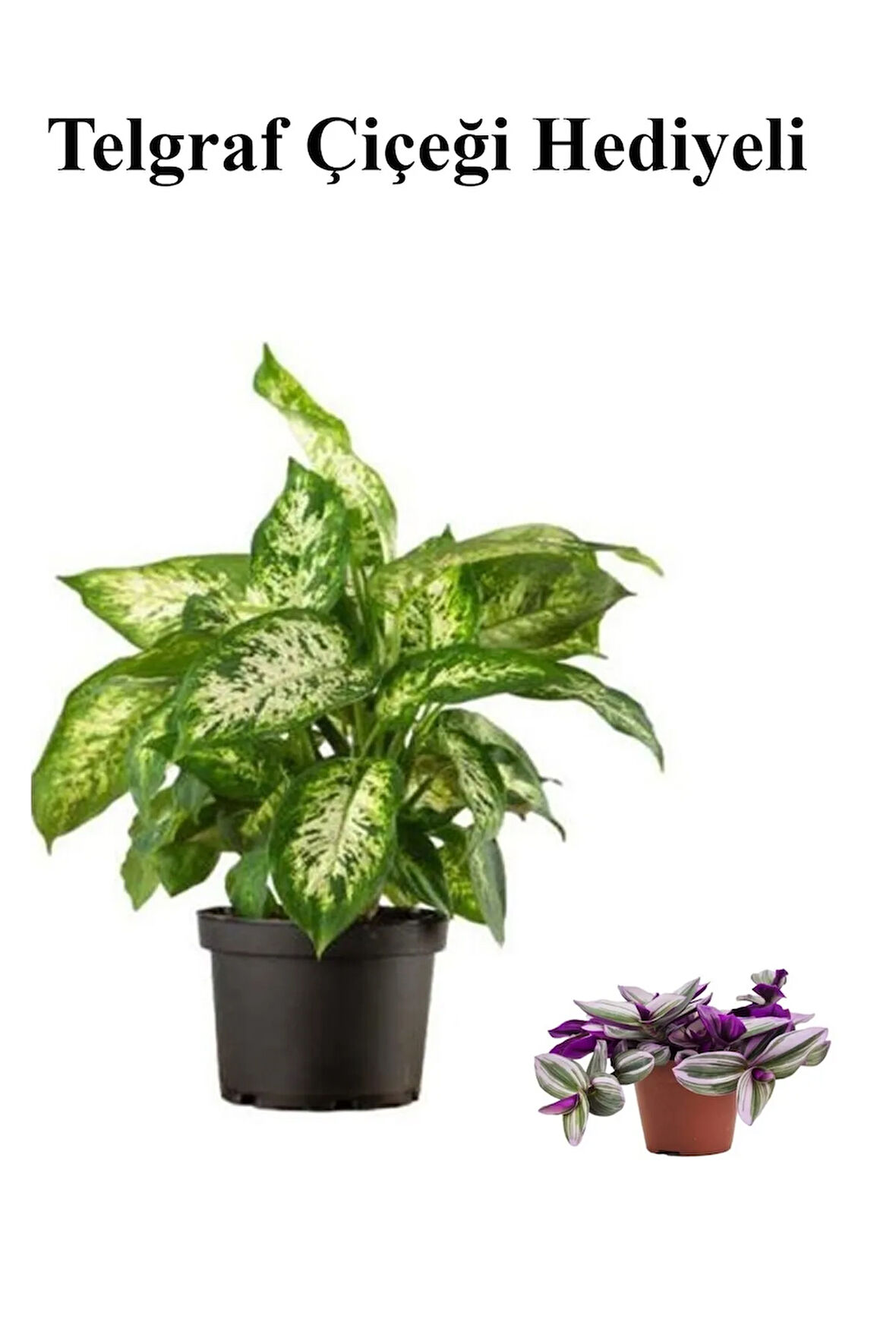 Avantajlı Zarif Yapraklı Difenbahya Bitkisi Sevgililer Gününe Özel Telgraf