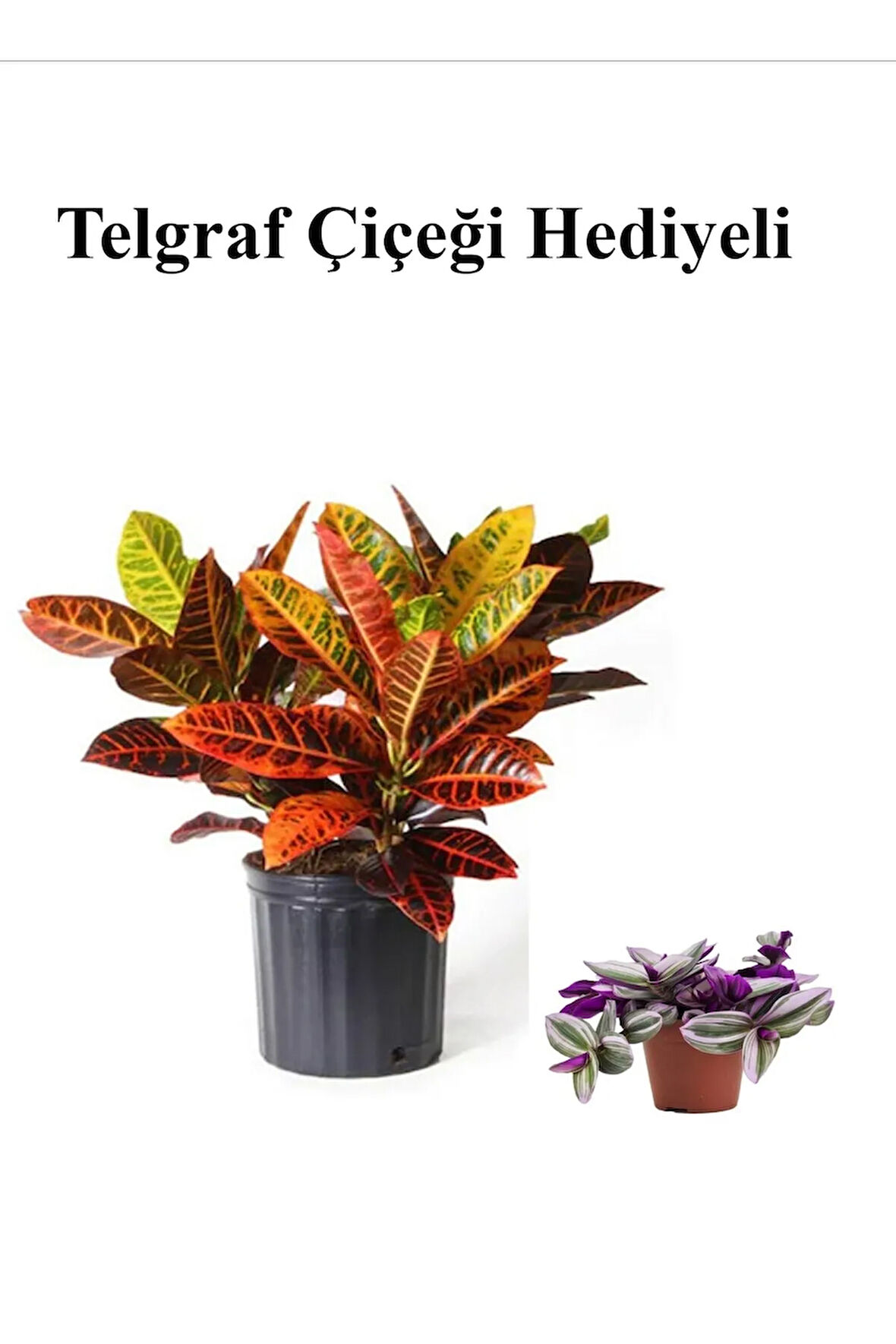 Muhteşem Günümlü Kraton Çiçeği Bitkisi Sevgililer Gününe Özel TELGRAF HEDİYELİ