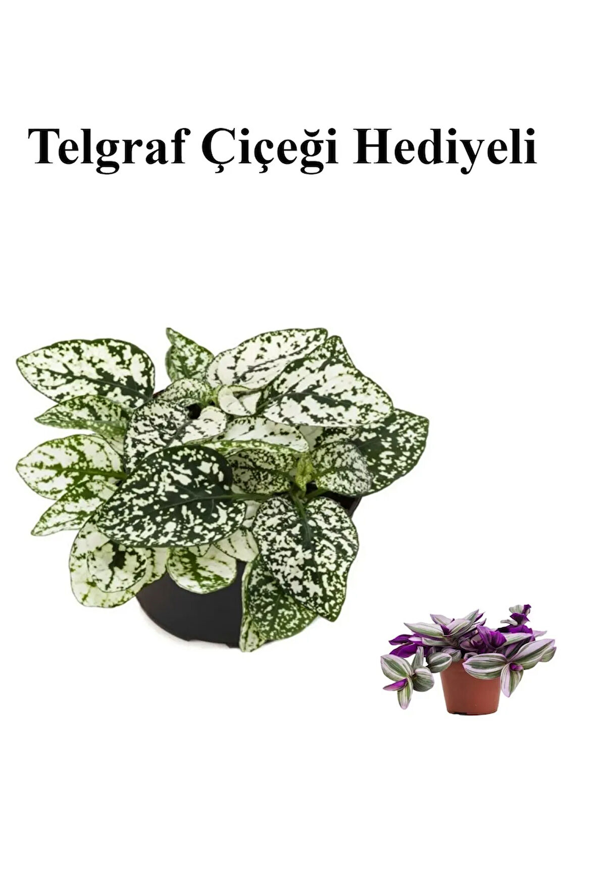 Beyaz Renk Zarif Yapraklı Hostes Çiçeği Sevgililer Gününe Özel TELGRAF HEDİYELİ