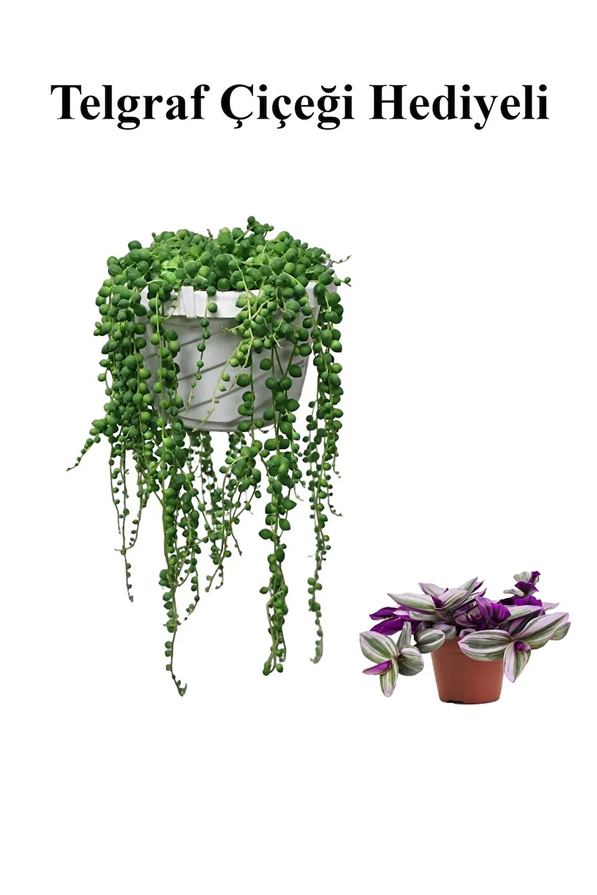 Tespih| Boncuk| Bezelya Çiçeği Bitkisi Sevgililer Gününe Özel TELGRAF HEDİYELİ