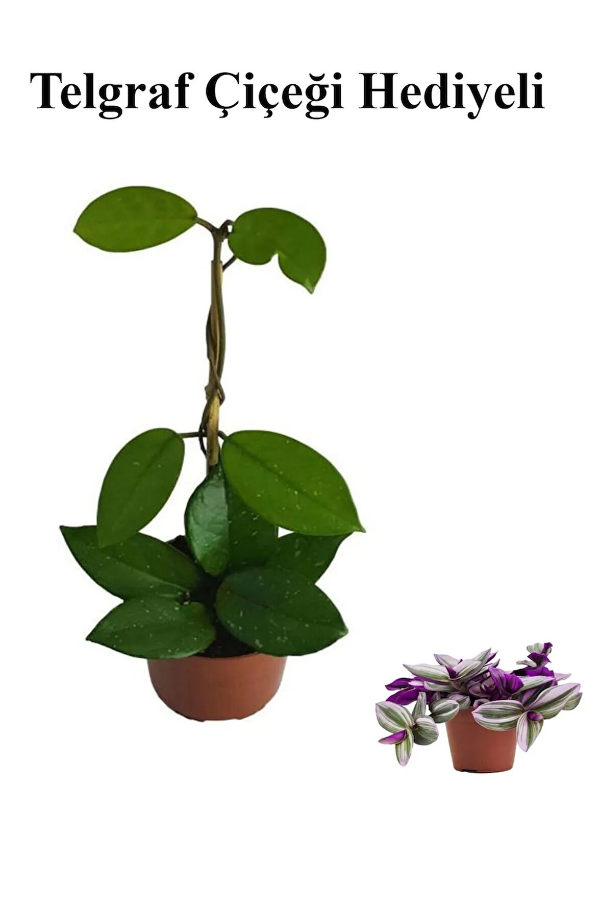 Sevgililer Gününe Özel Beyaz Renk Hoya-Mum Çiçeği TELGRAF HEDİYELİ