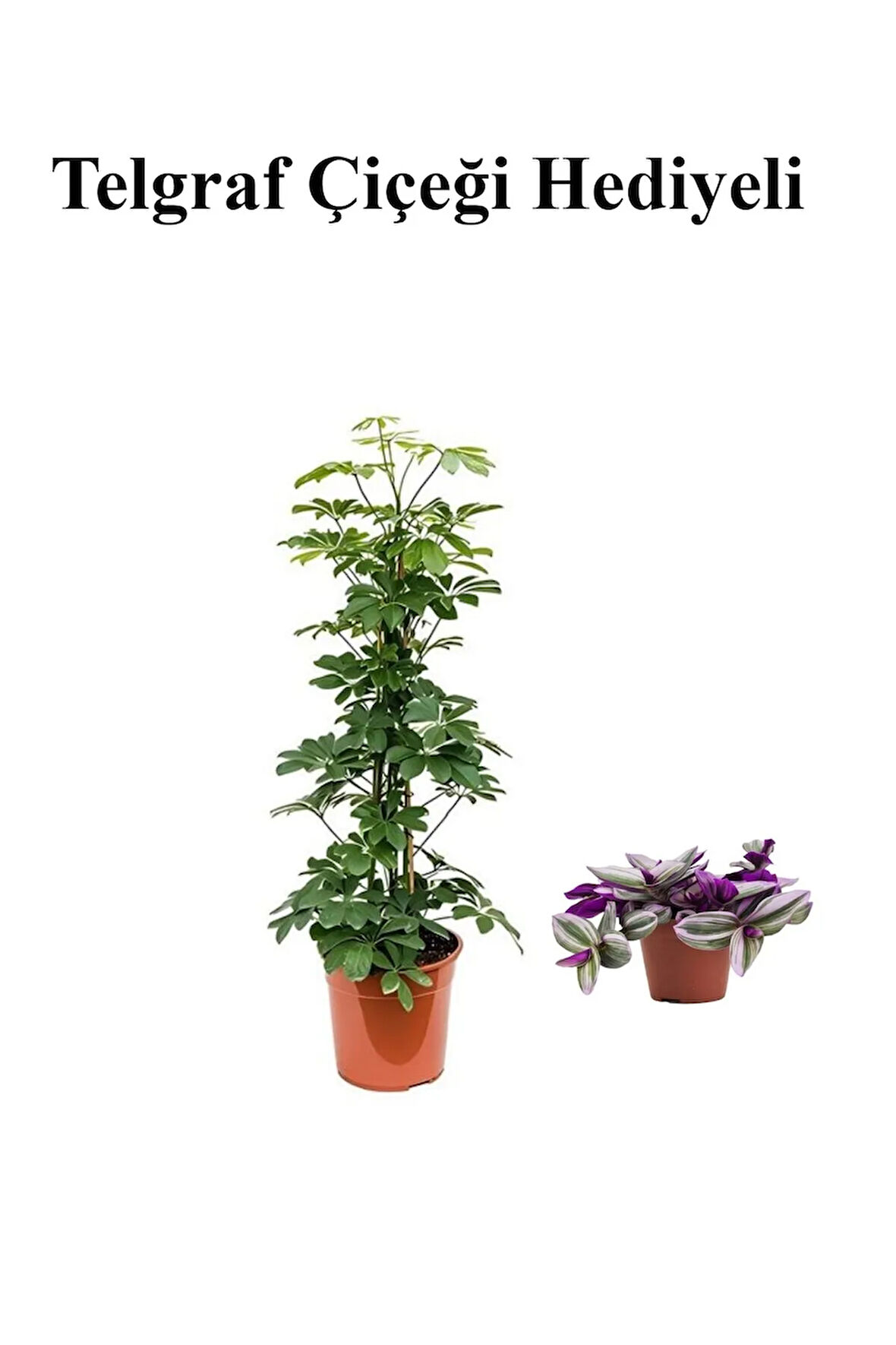 Hediyelik Yeşil Şeflera Bitkisi Sevgililer Gününe Özel TELGRAF HEDİYELİ