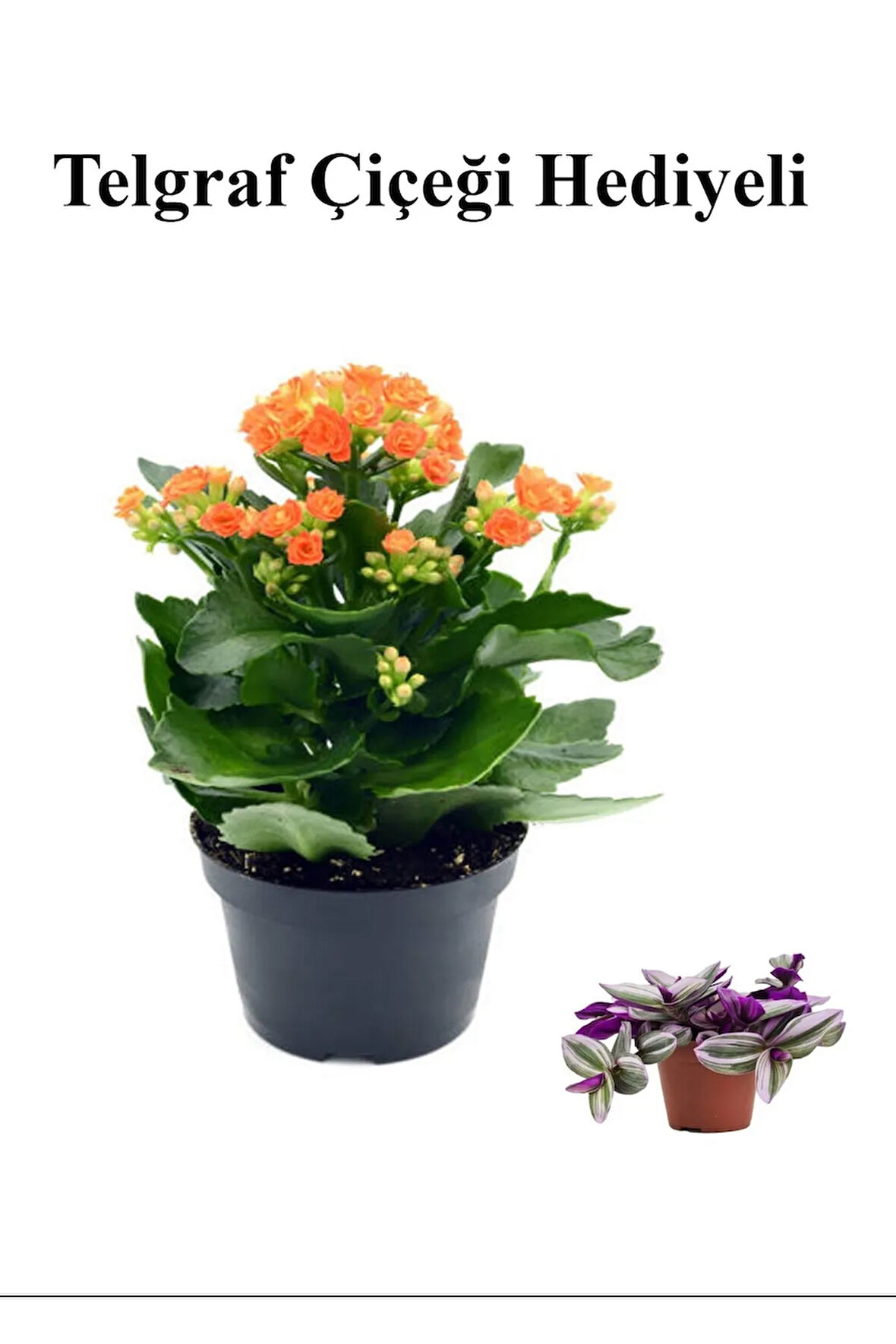 Kadınlar Gününe Özel Turuncu Renk Kalanşo-emel Hanım Çiçeği Telgraf Hediyeli