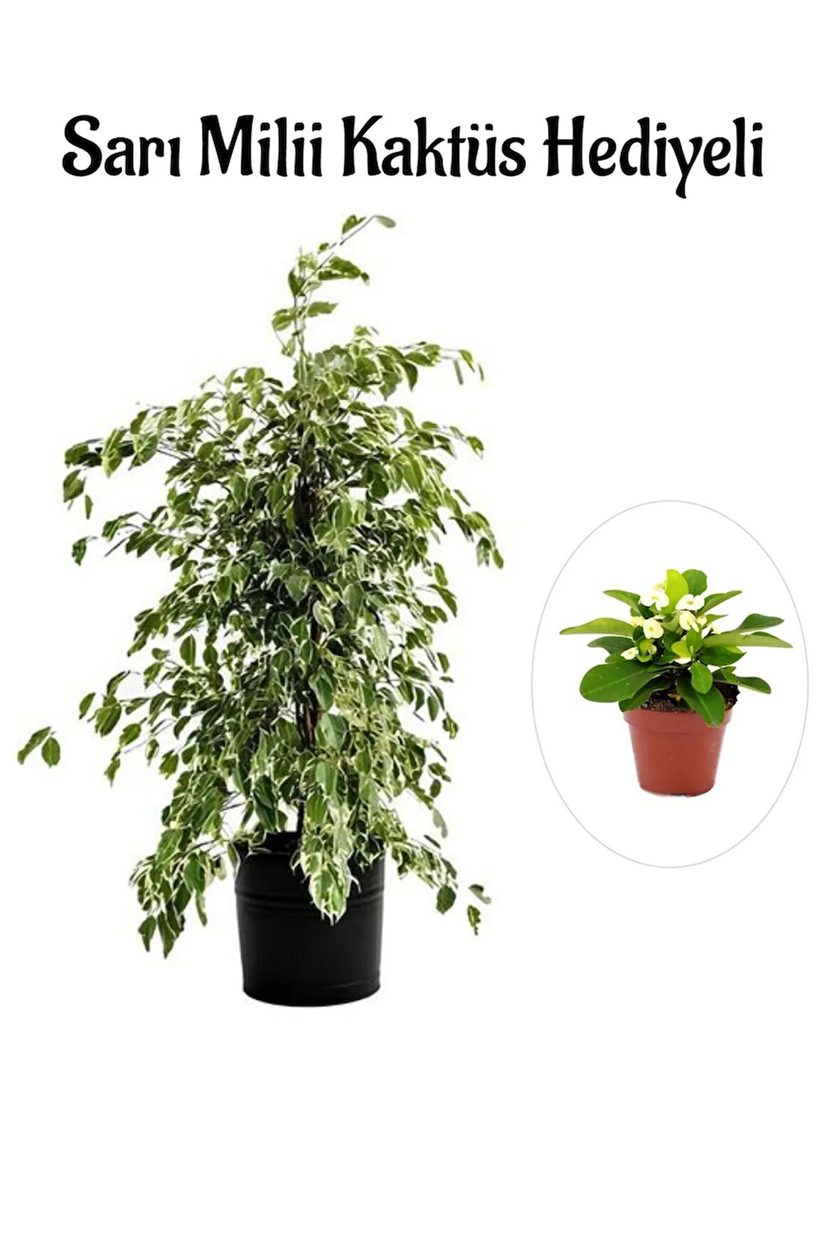 Hediyelik Beyaz Alacalı Benjamin Bitkisi Sevgililer Gününe Özel Sarı Milli Kaktüs HEDİYELİ