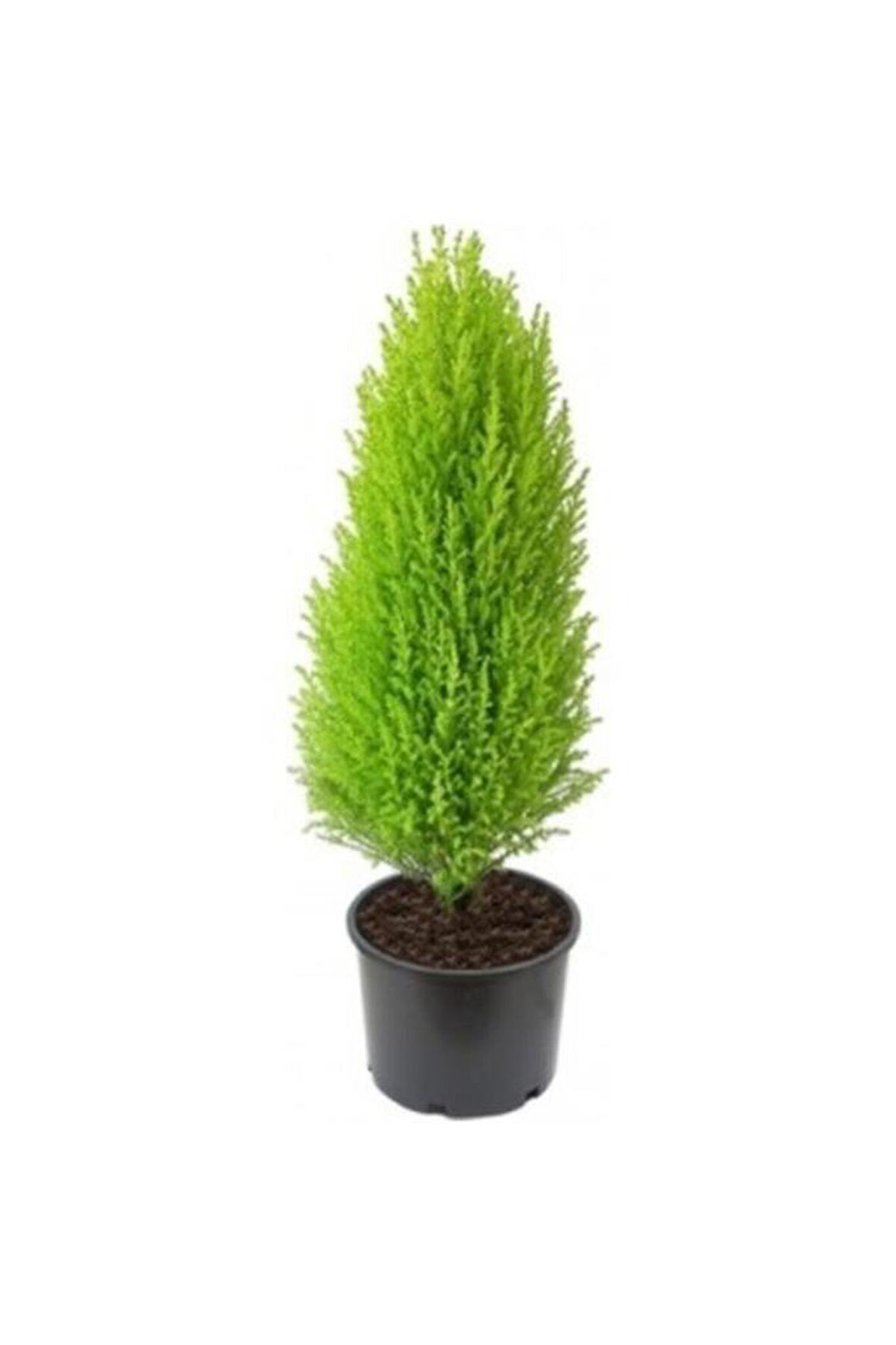 Limon Kokulu Limoni Servi 30-60 Cm Tüplü Dış Mekan Bitkileri (CUPRESSUS)