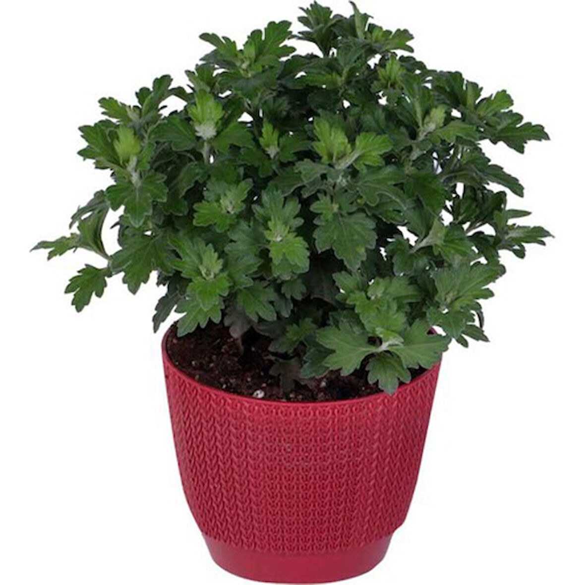 Kasımpatı Saksı’da (Chrysanthemum) Beyaz Renk 10-20 cm