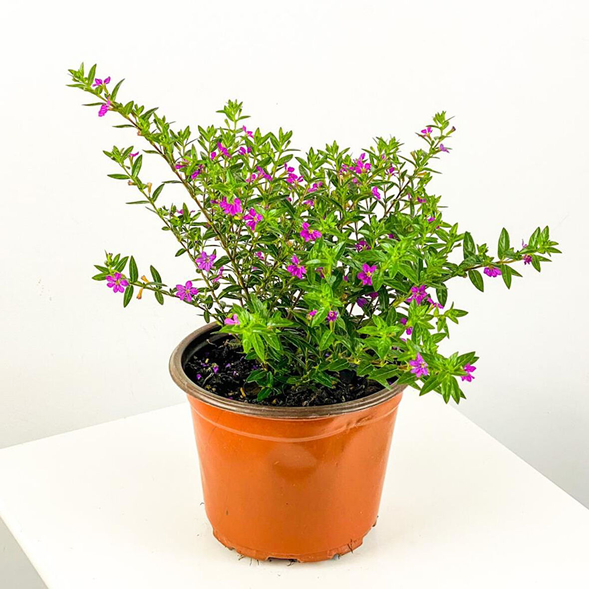 Kufeya Cennet Çiçeği Fidanı Pembe Cuphea hyssopifolia 15-25 cm 