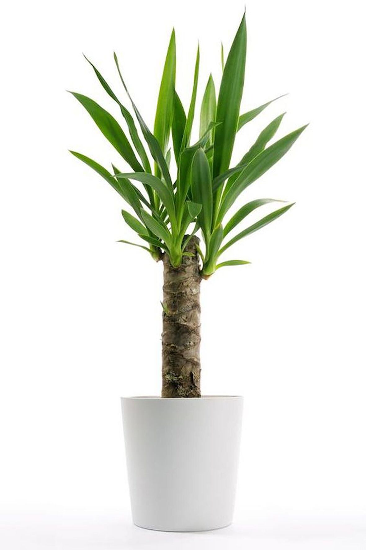 Yucca Dracena Tek Köklü Dekoratif Beyaz Saksılı İç Mekan Bitkisi Ofis Bitkisi