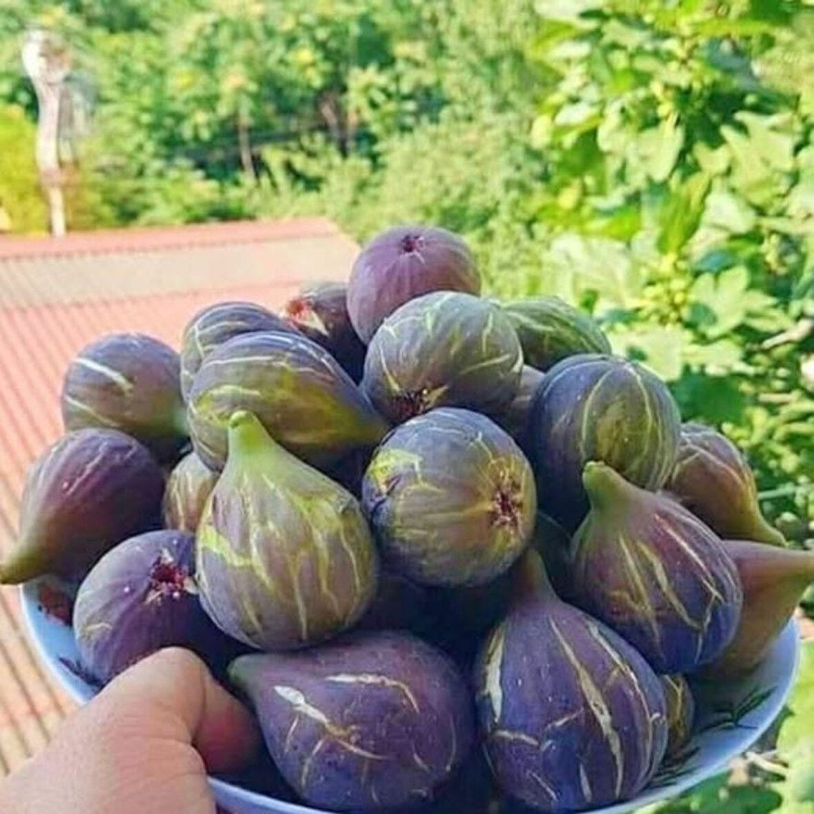 Tüplü Soğuklara Dayanıklı Geleneksel İri Meyveli Siyah Karadeniz Patlıcan İnciri Fidanı
