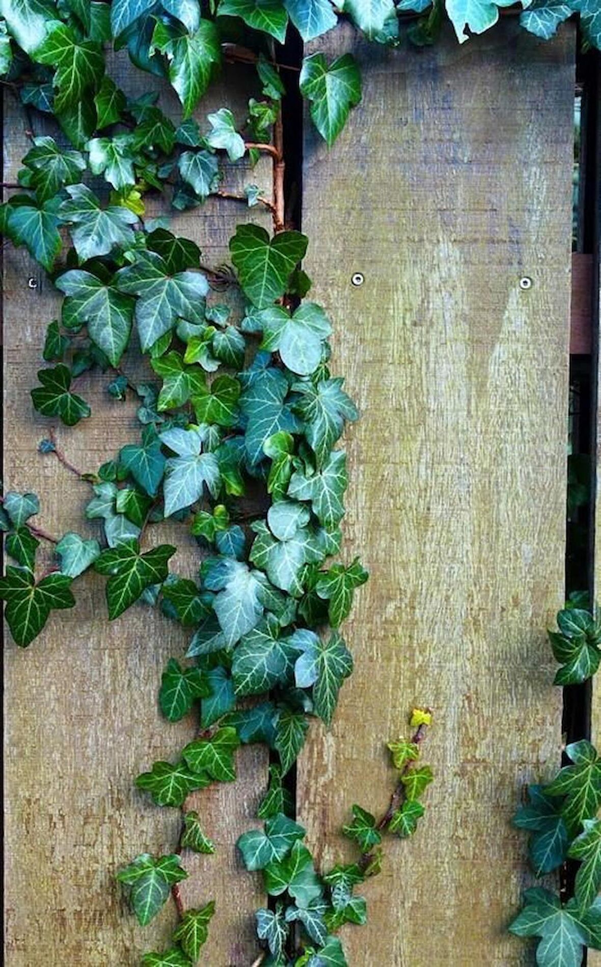 2'li Duvar Sarmaşığı (Hedera helix) ?